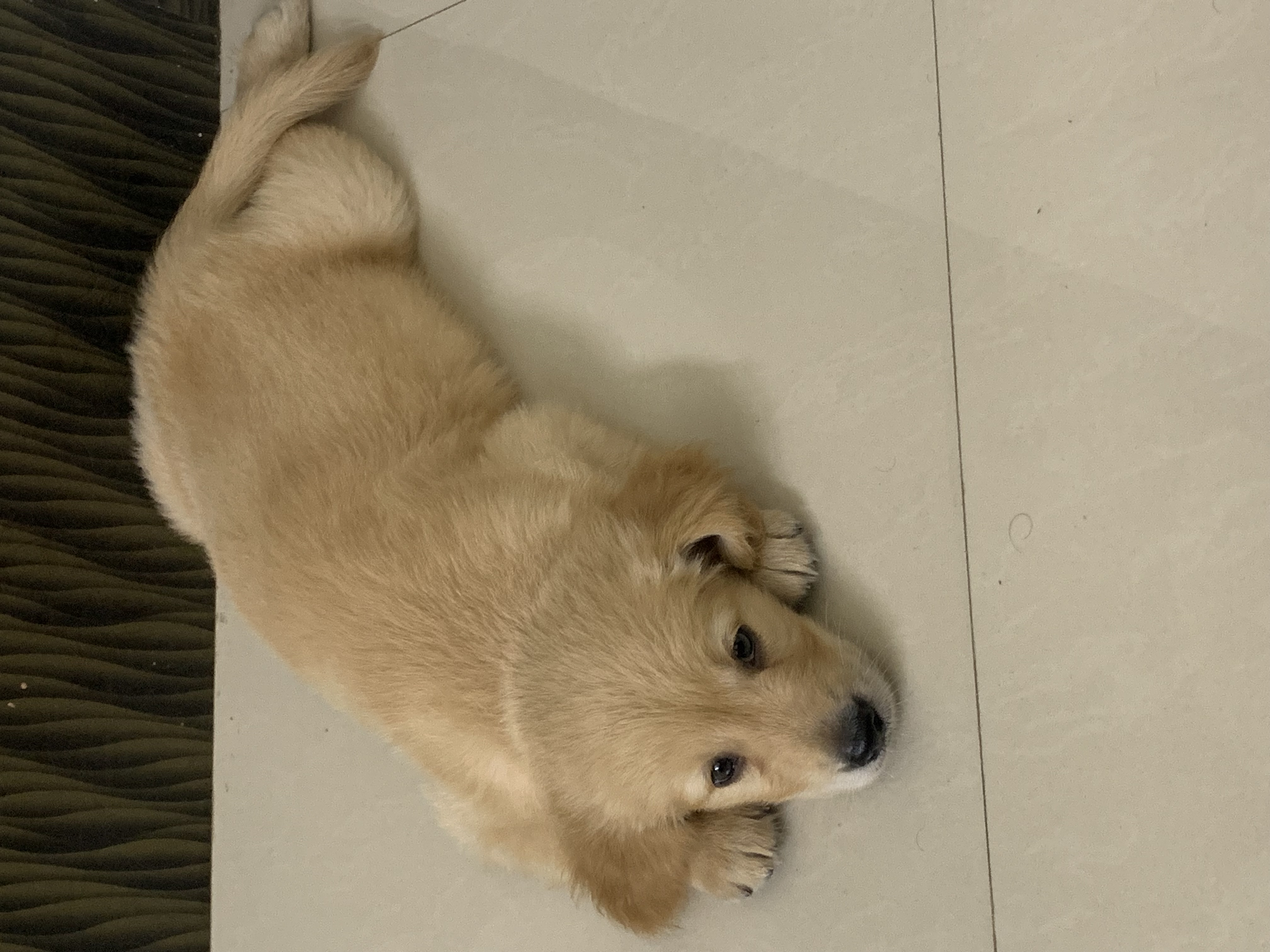 Golden retriever for sale in Bengaluru Urban