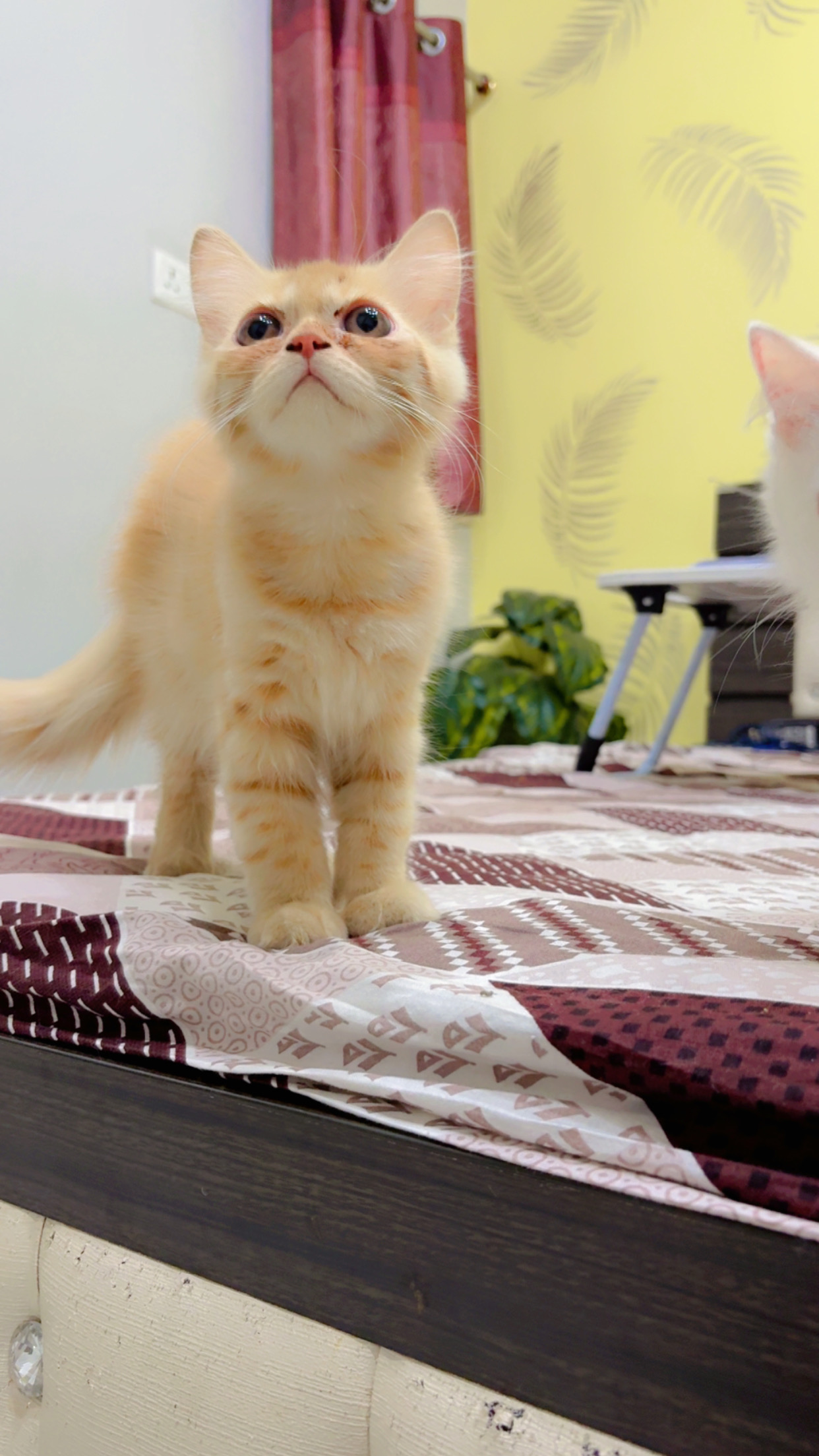 Persian cat for sale in Patna