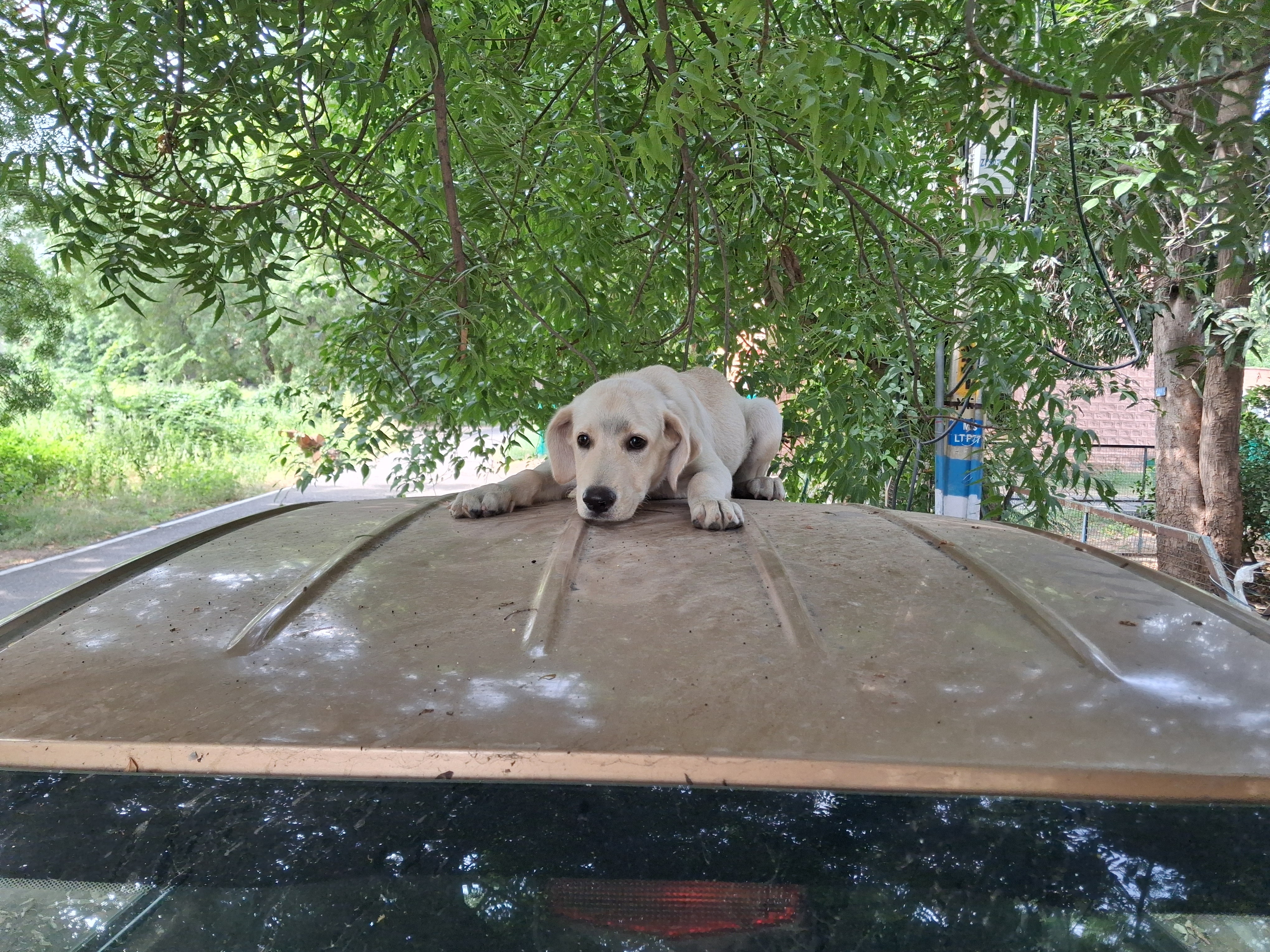 Labrador for sale in Jodhpur