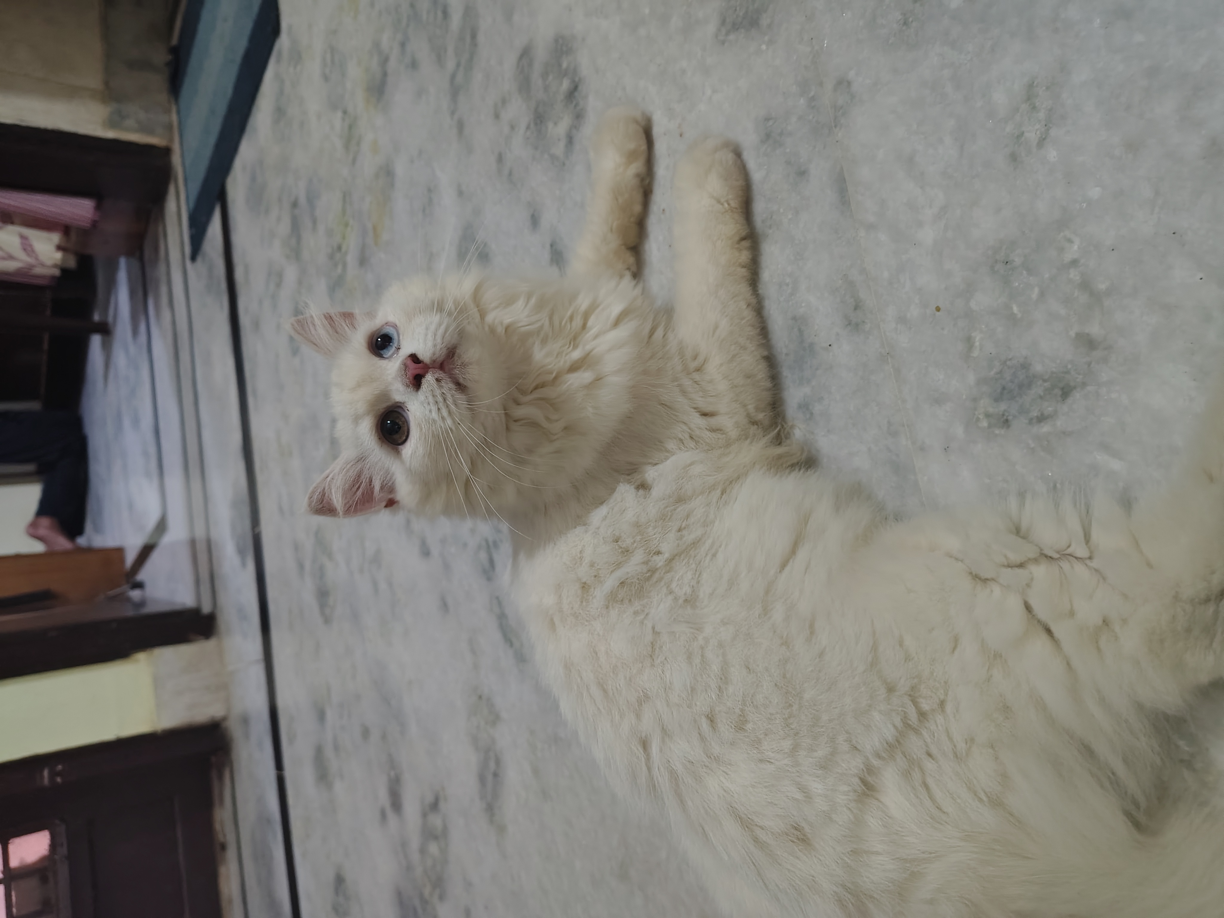 Persian