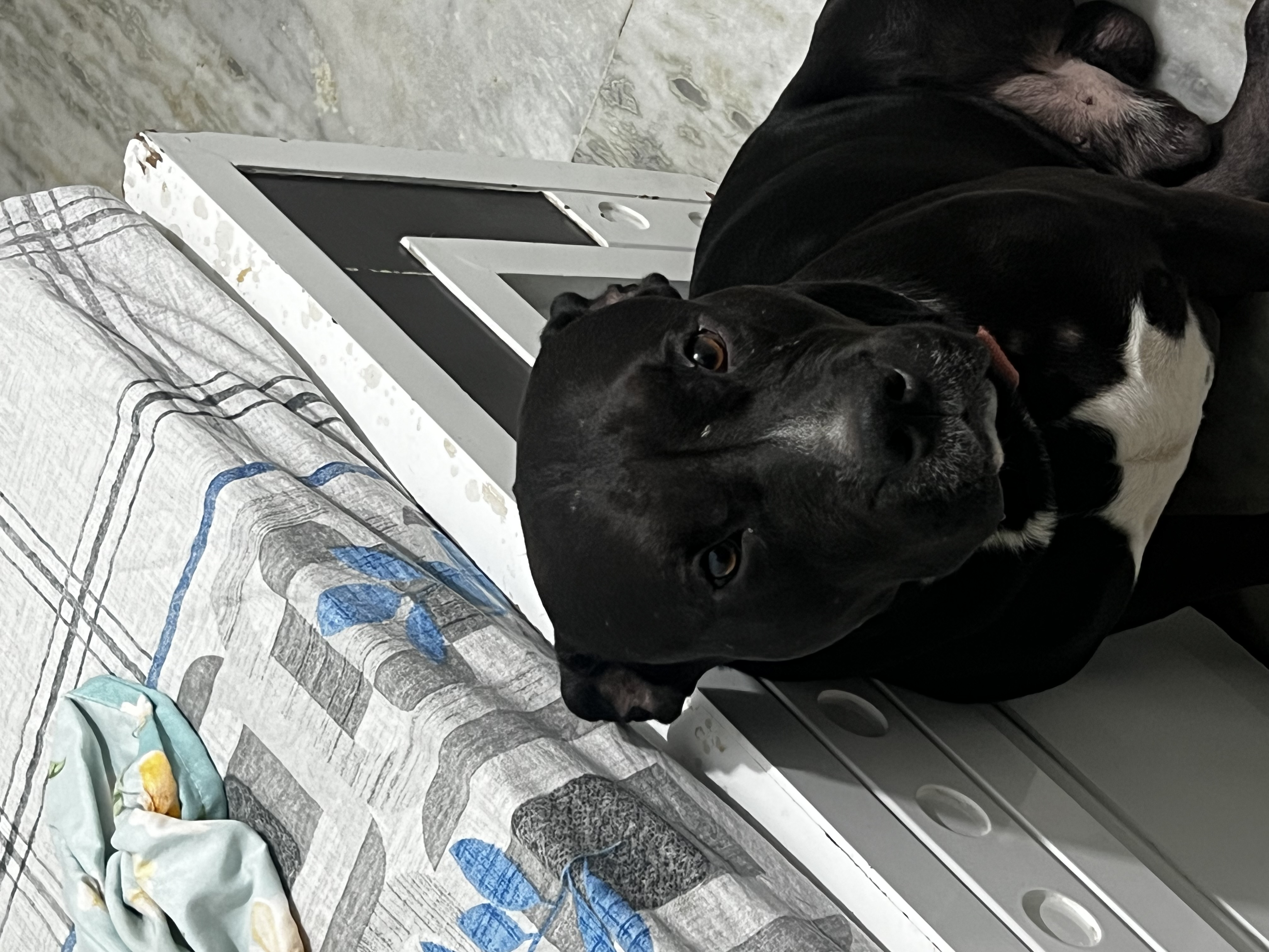 Pitbull for sale in Delhi