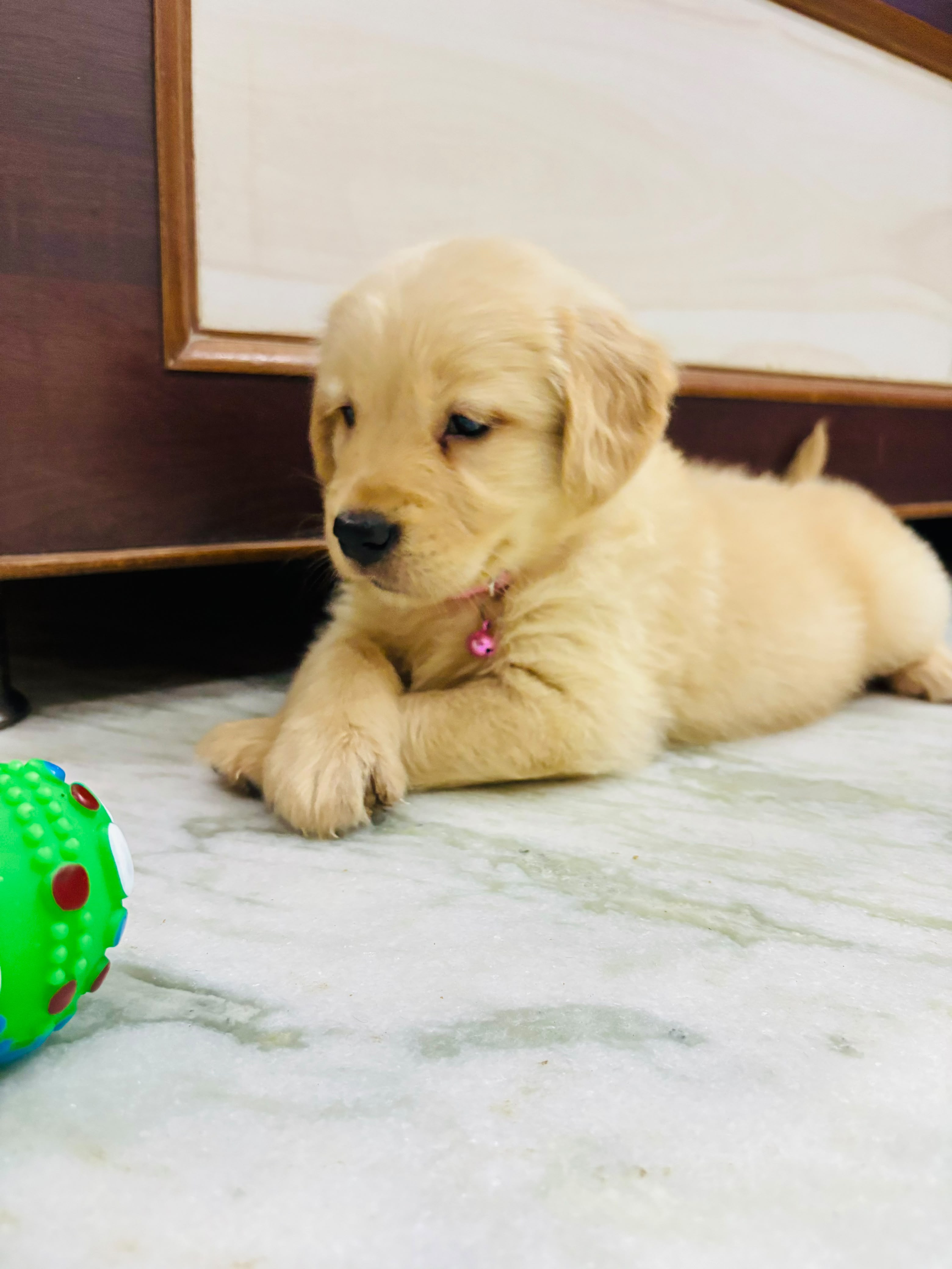 Golden retriever