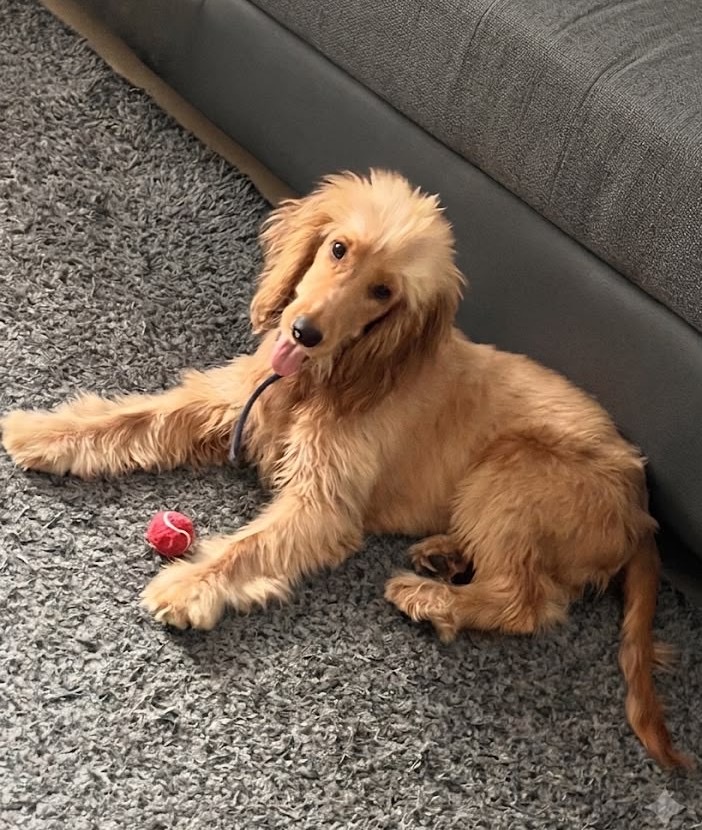 Cocker Spaniel for sale in Ernakulam