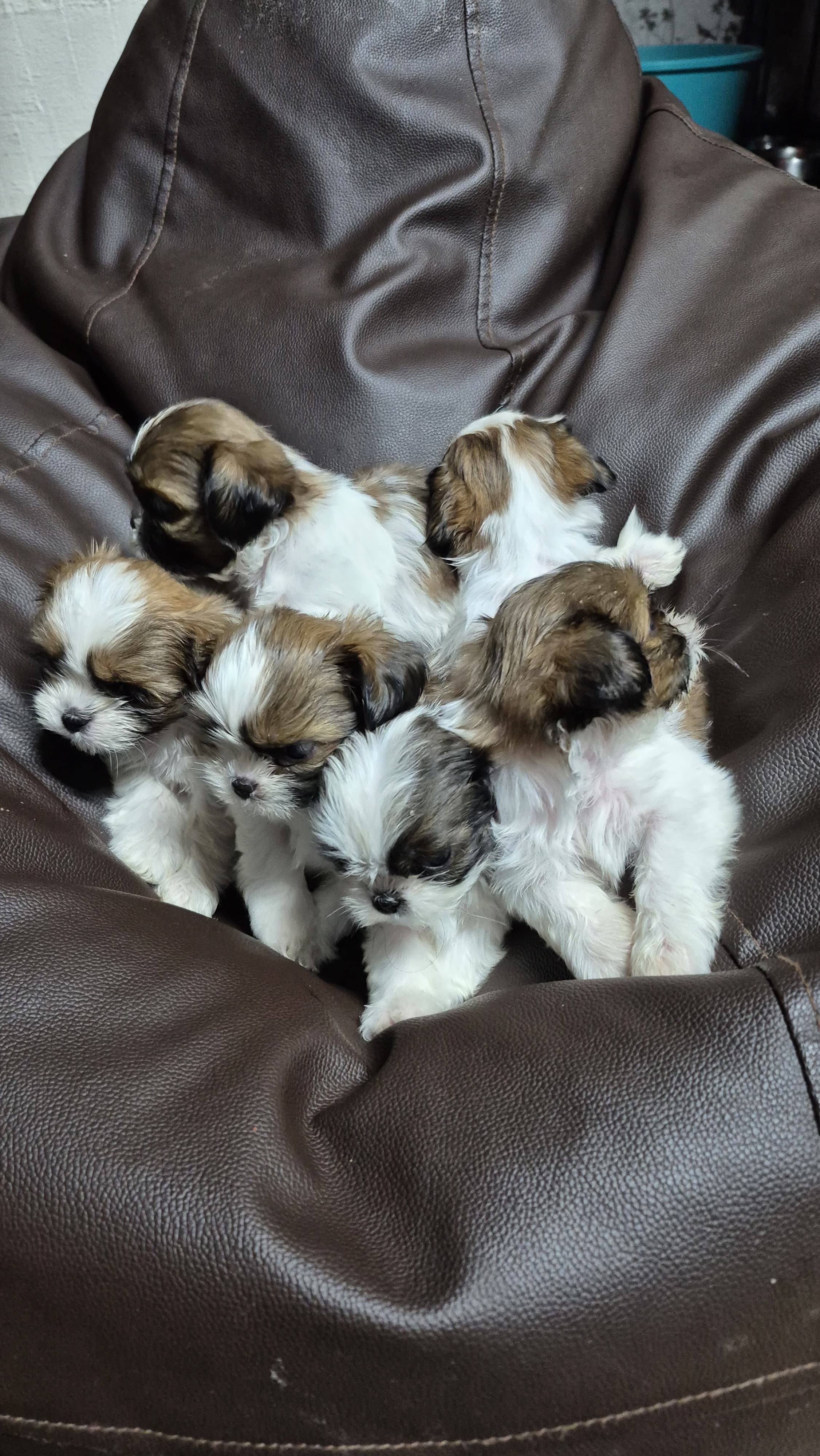 Shihtzu for sale in Bengaluru Urban
