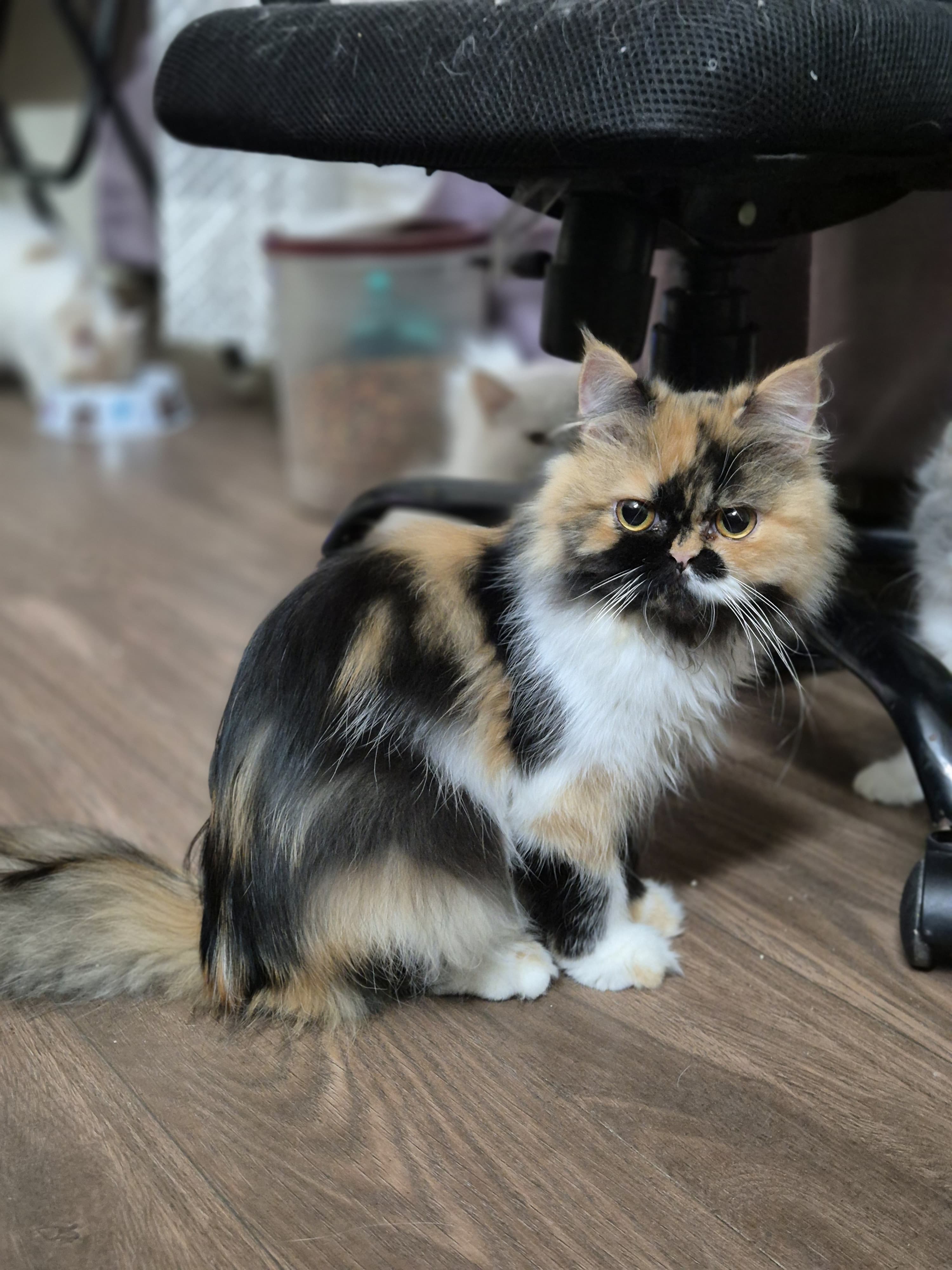 Persian cat for sale in Delhi