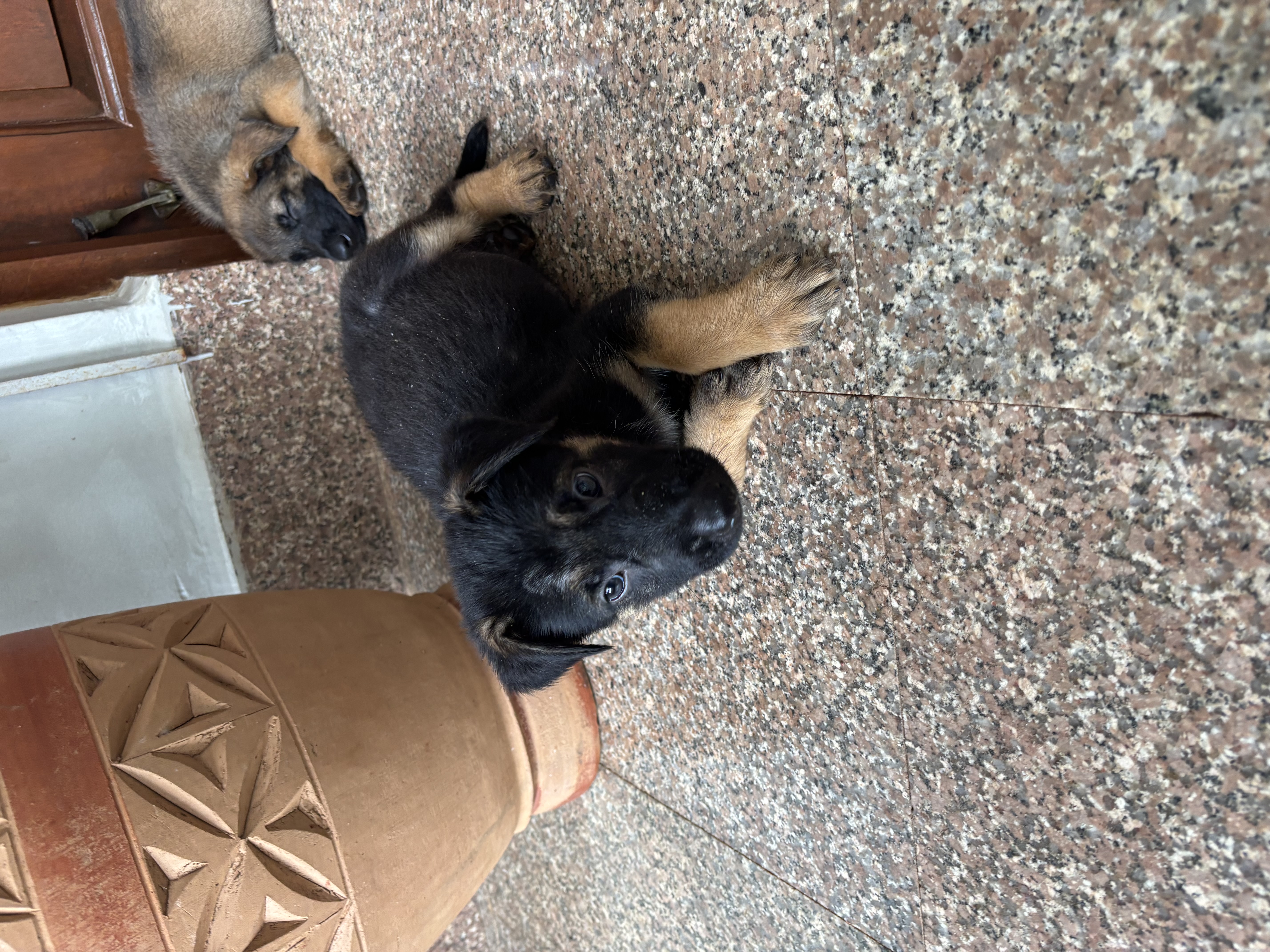 German Shepherd for sale in North Goa