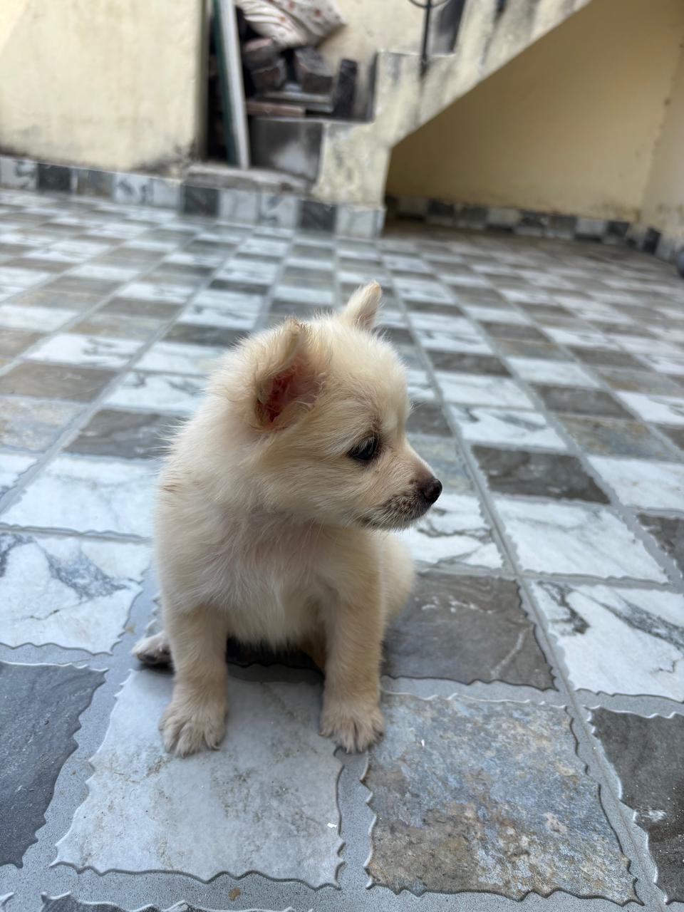 Pomerian