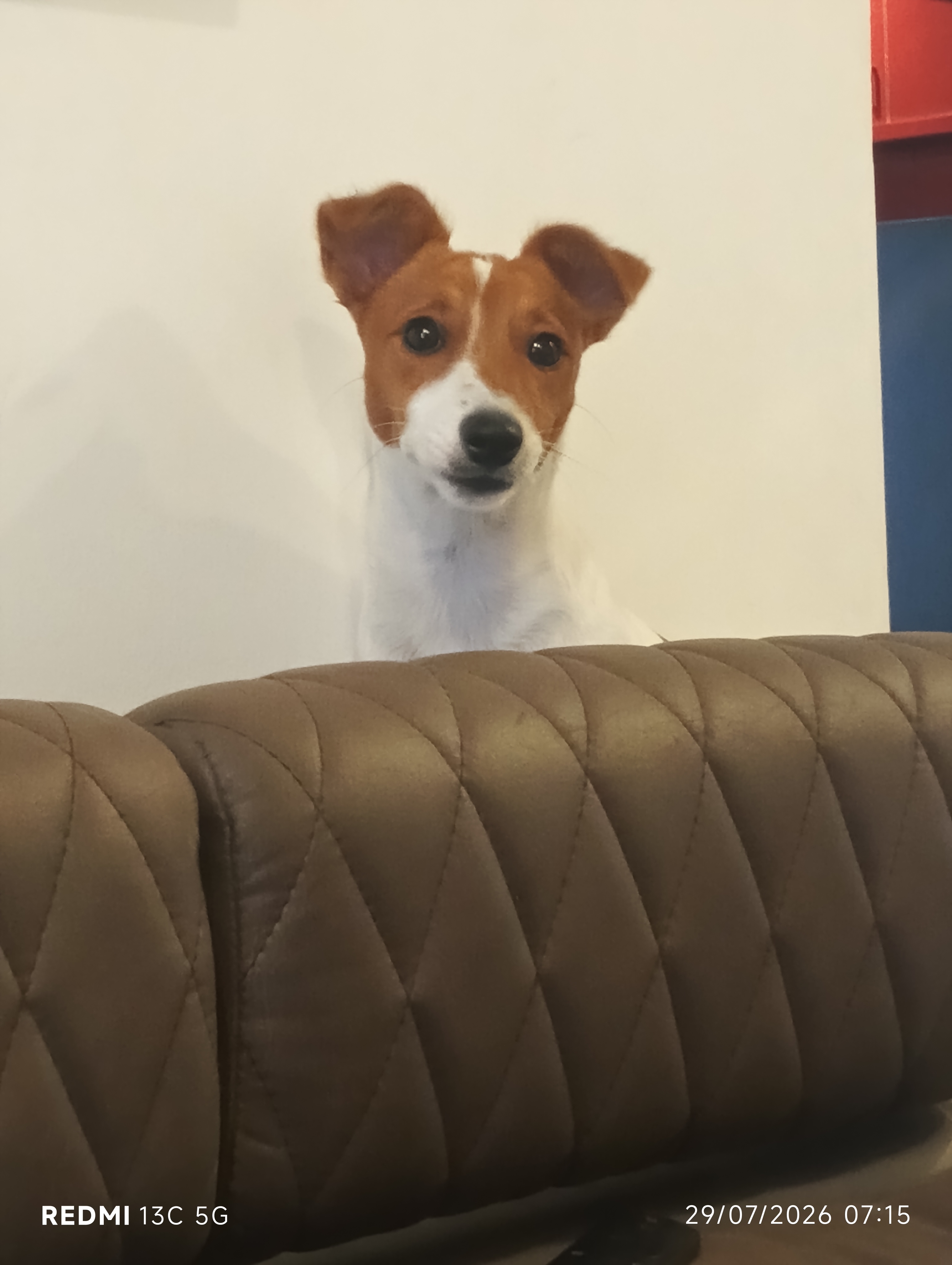 Jack Russell for sale in Bengaluru Urban