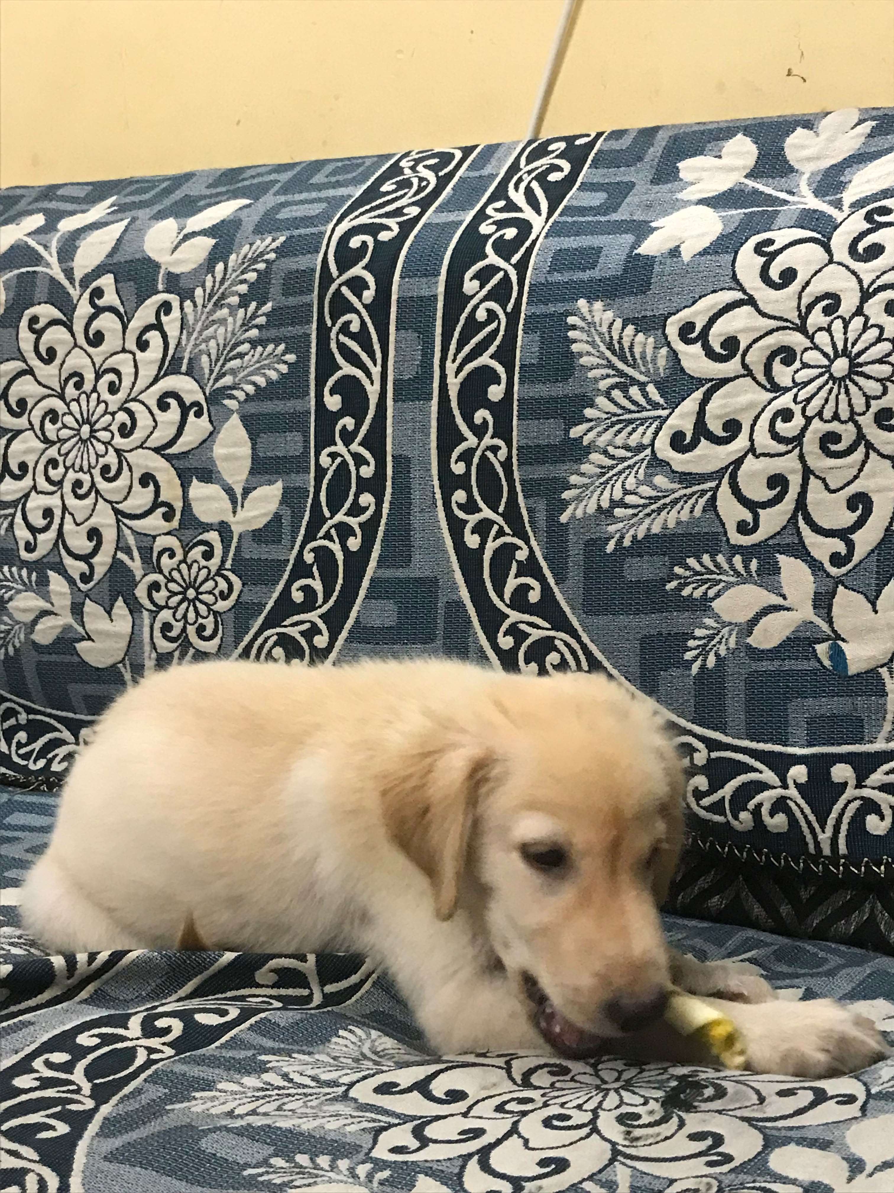 Golden retriever