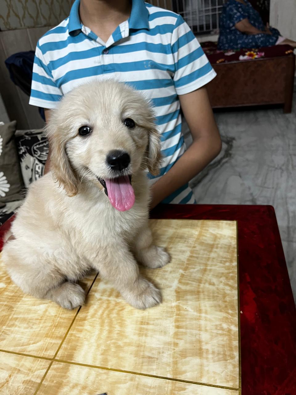 golden reteriver