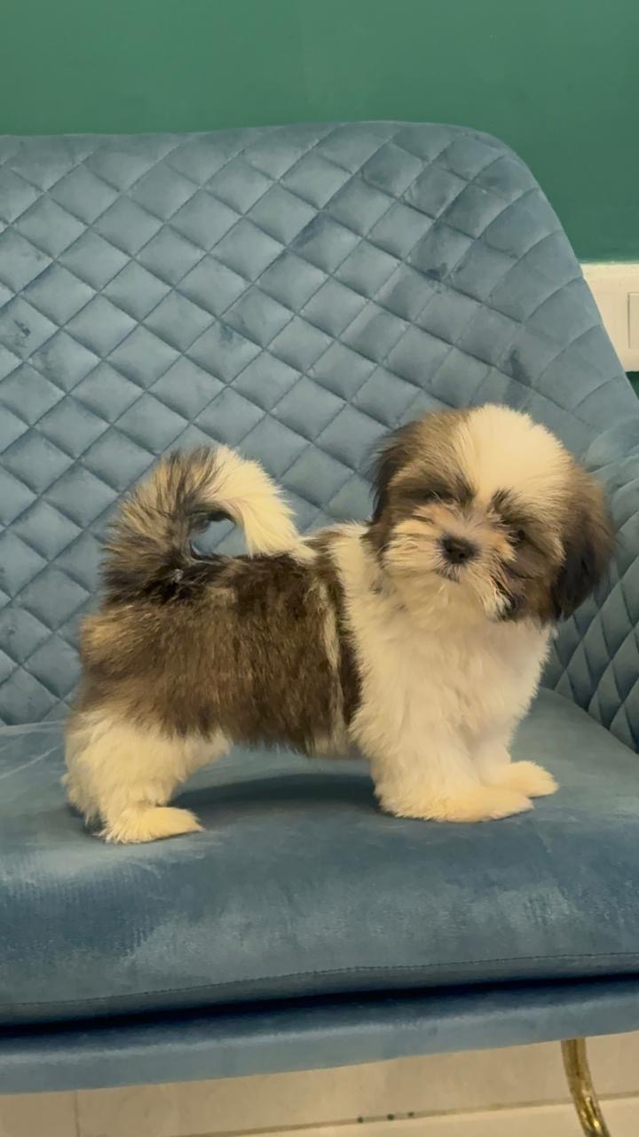 Shih Tzu for sale in Hyderabad