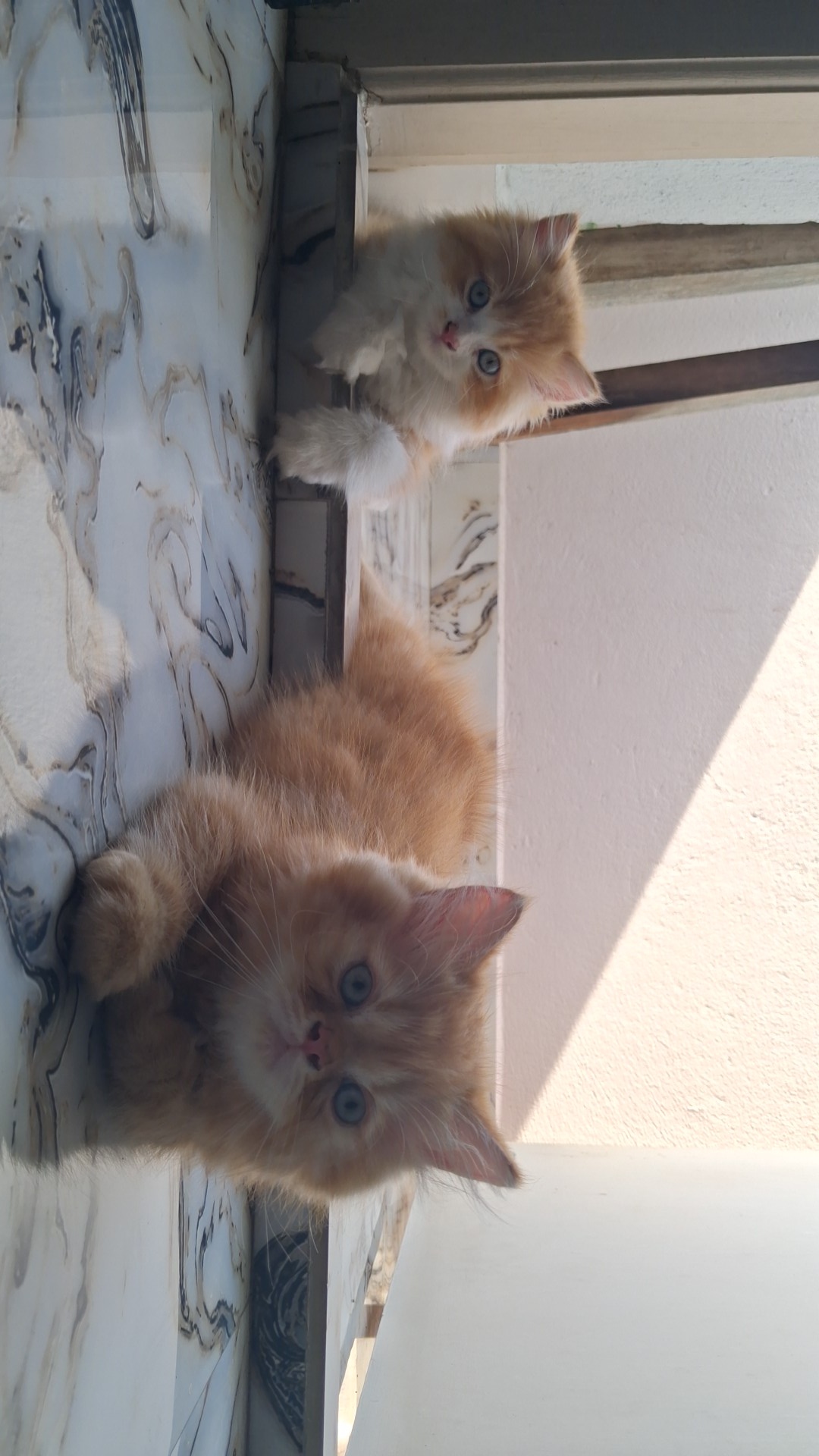 Persian cat doll face for sale in Chennai