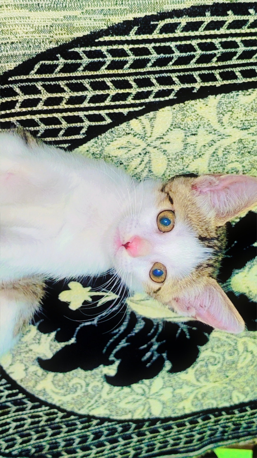 Stray cat for sale in Bokaro