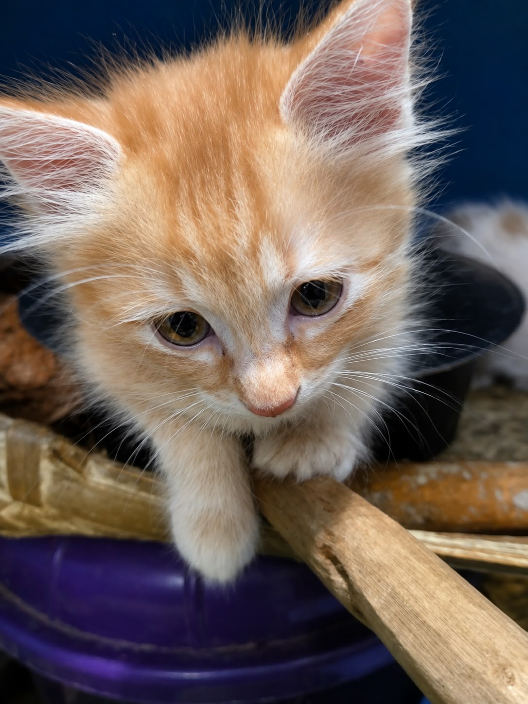 Seberian cat for sale in Bengaluru North