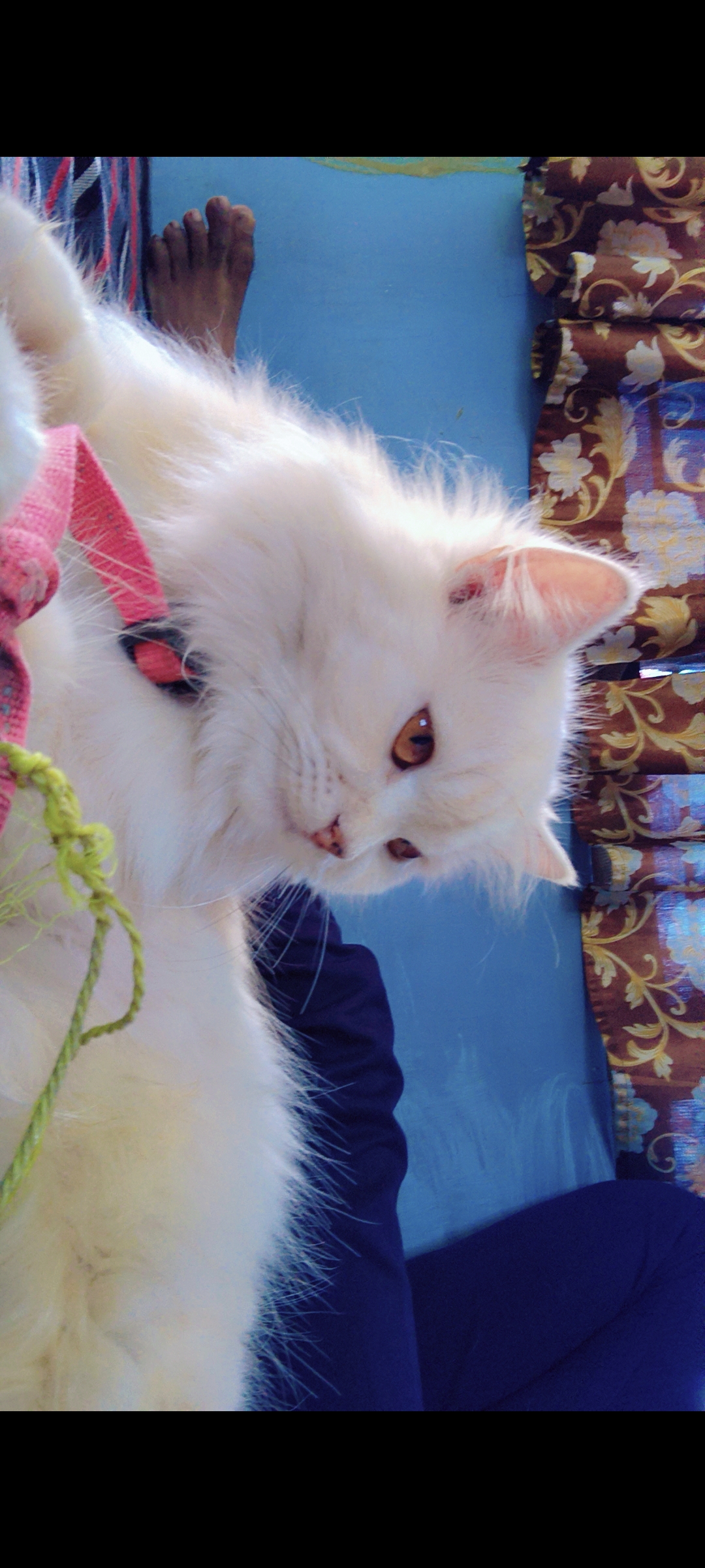 Persian for sale in Khammam Urban