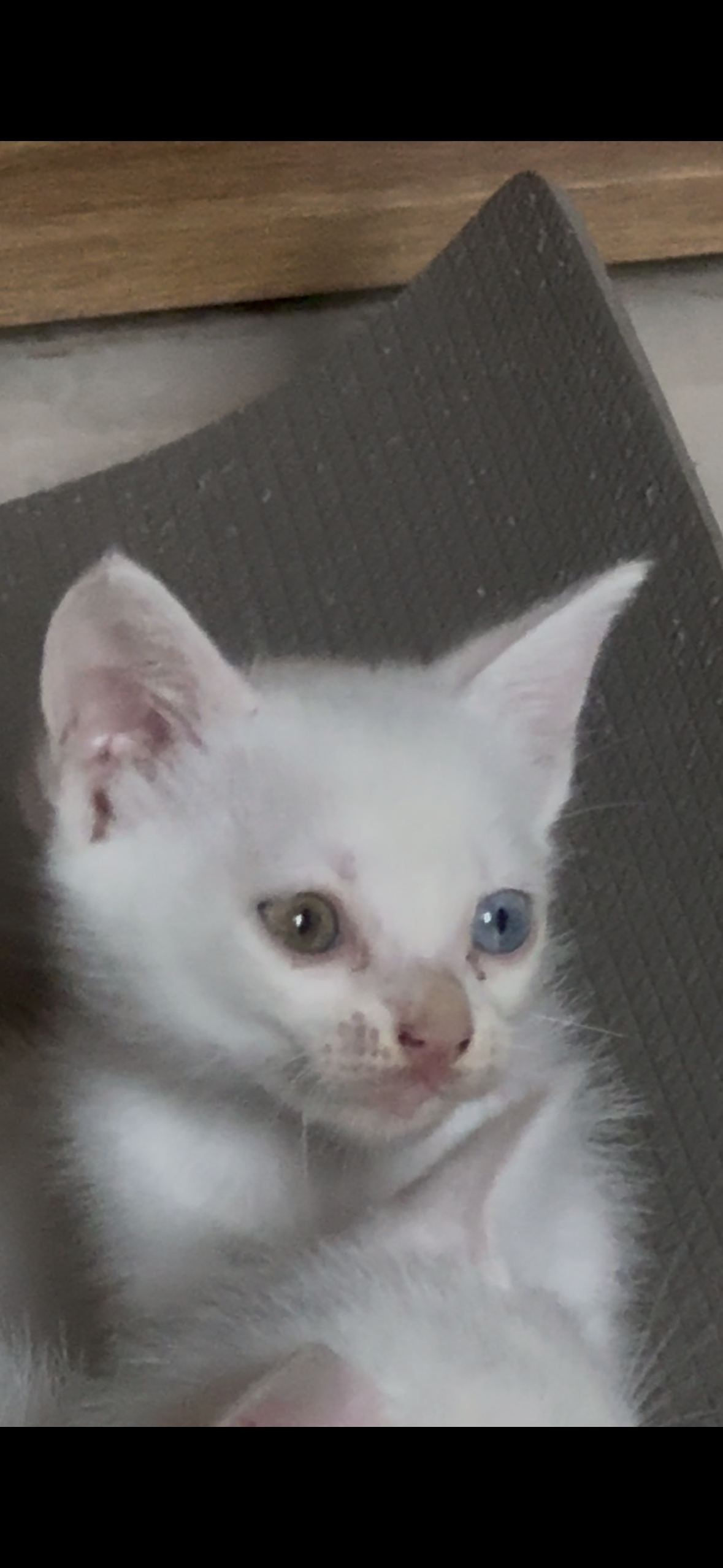 Turkish angora for sale in Pune