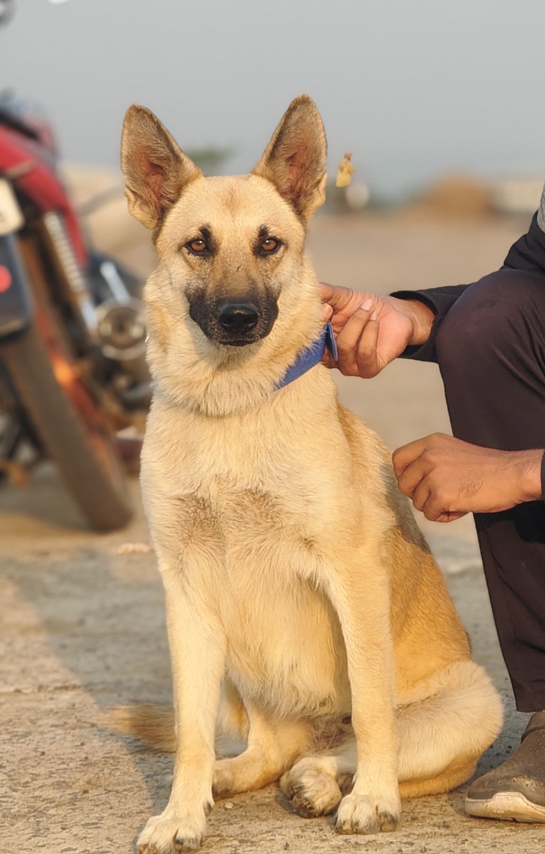 German shepherd for sale in Bhuban