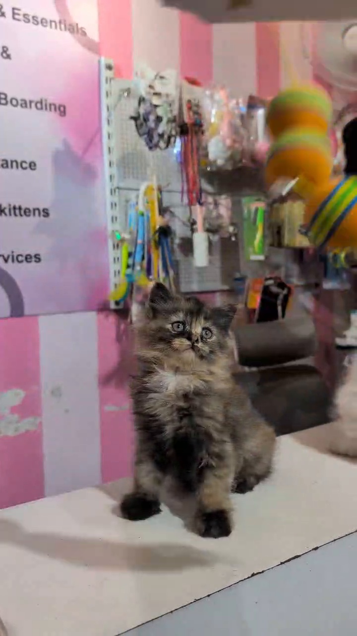 Persian cat for sale in Delhi