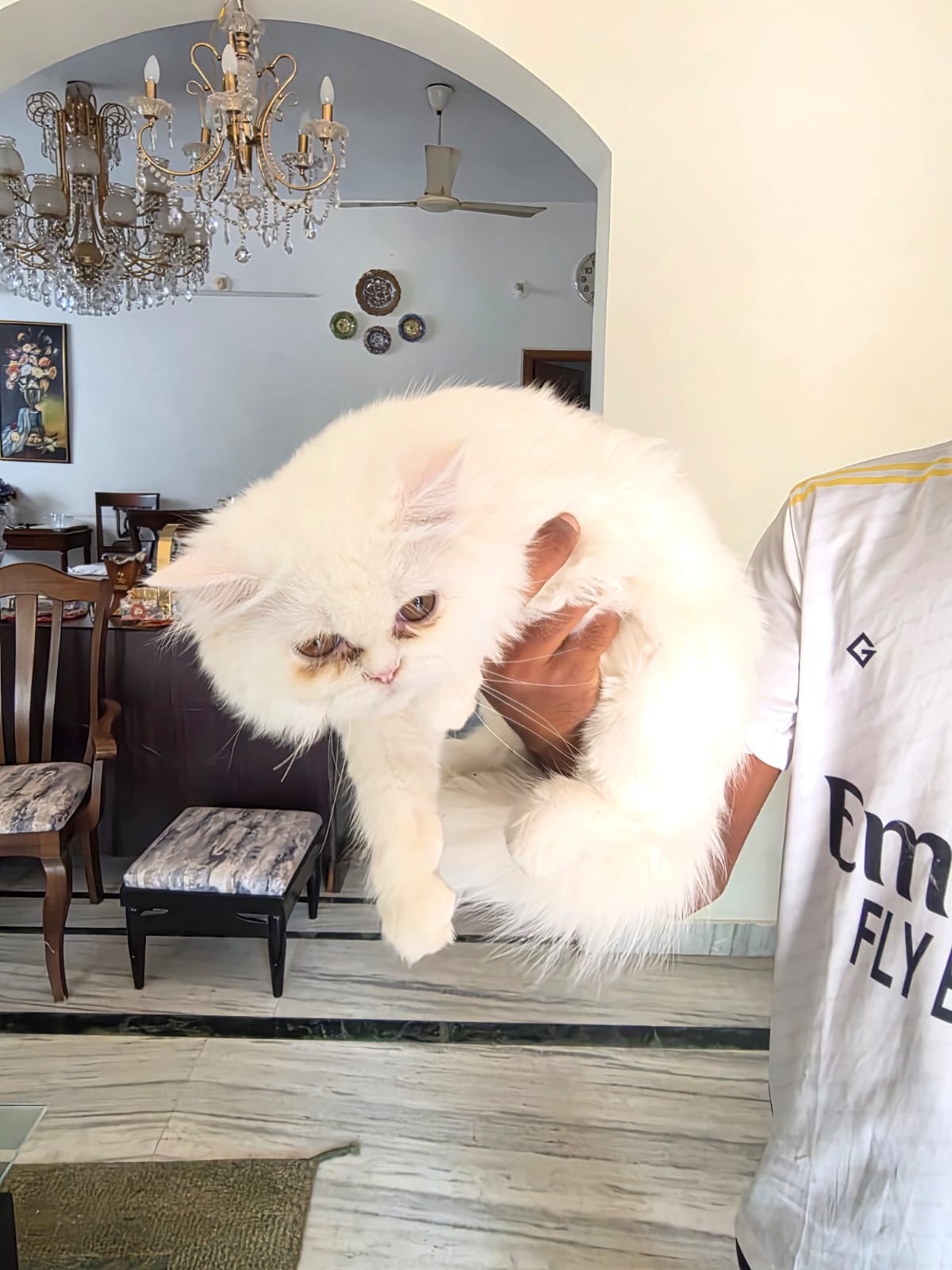 Persian cat for sale in Hyderabad