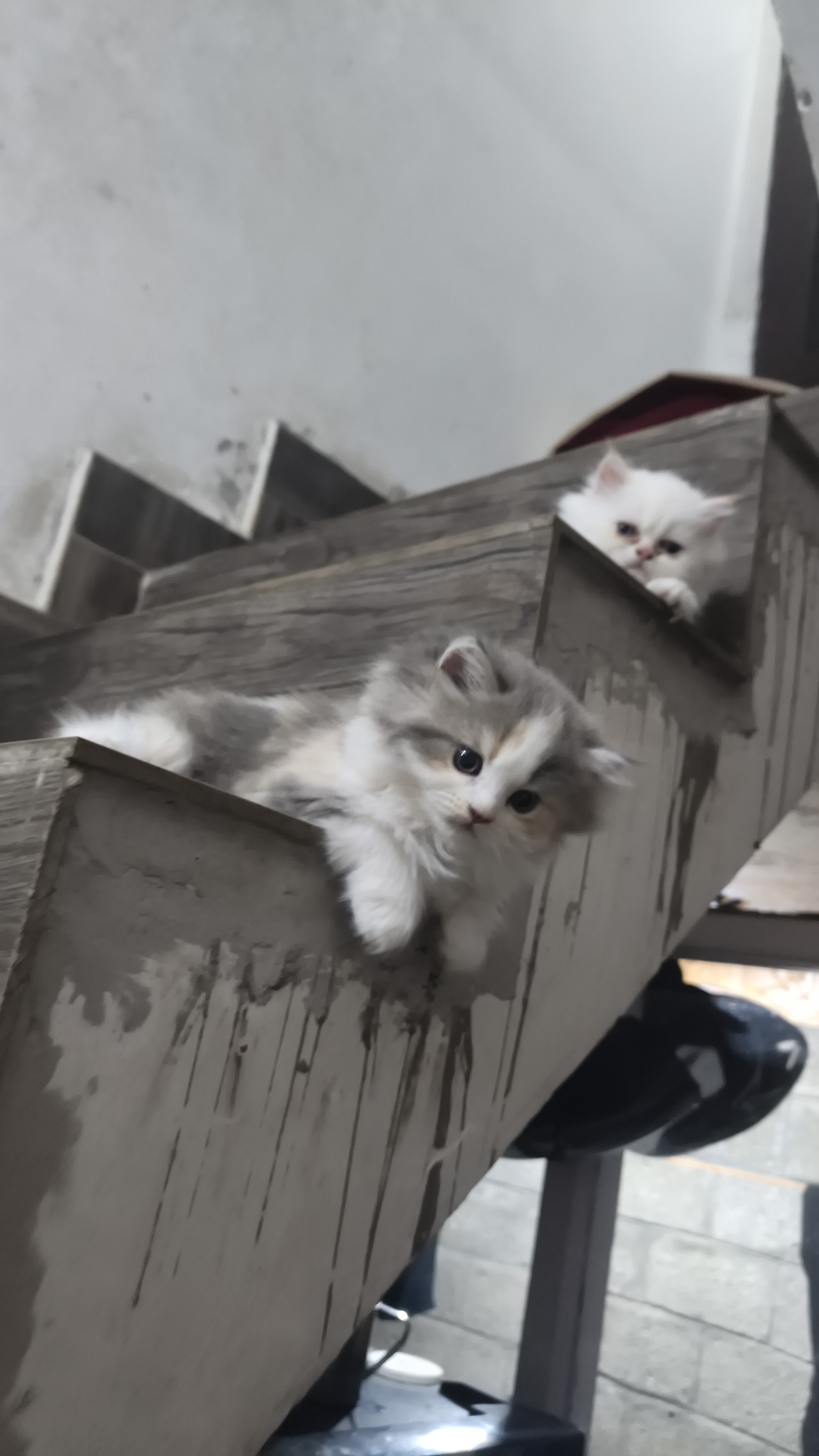 Persian cat for sale in Srinagar Central