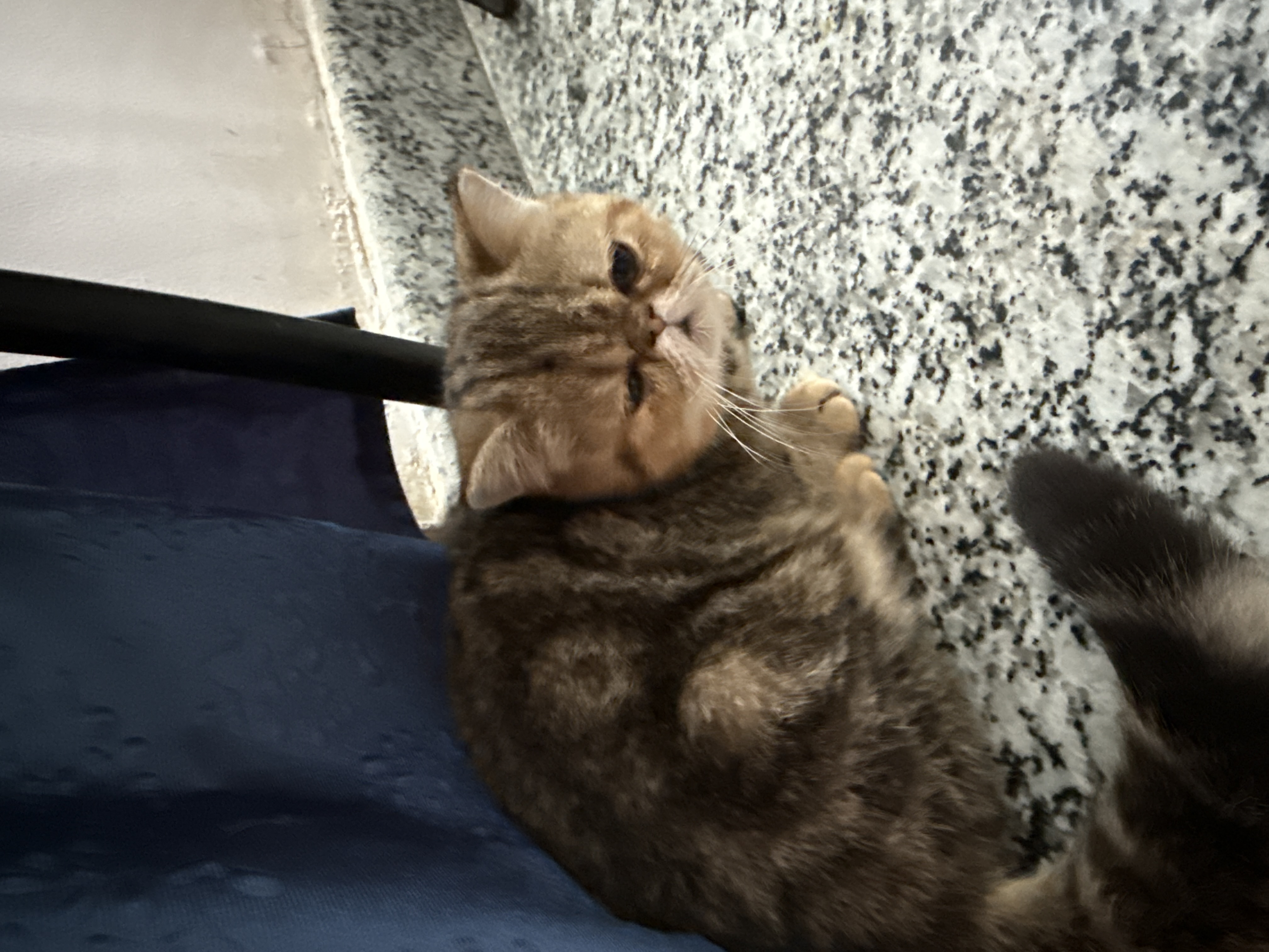 exotic shorthair for sale in Bengaluru North