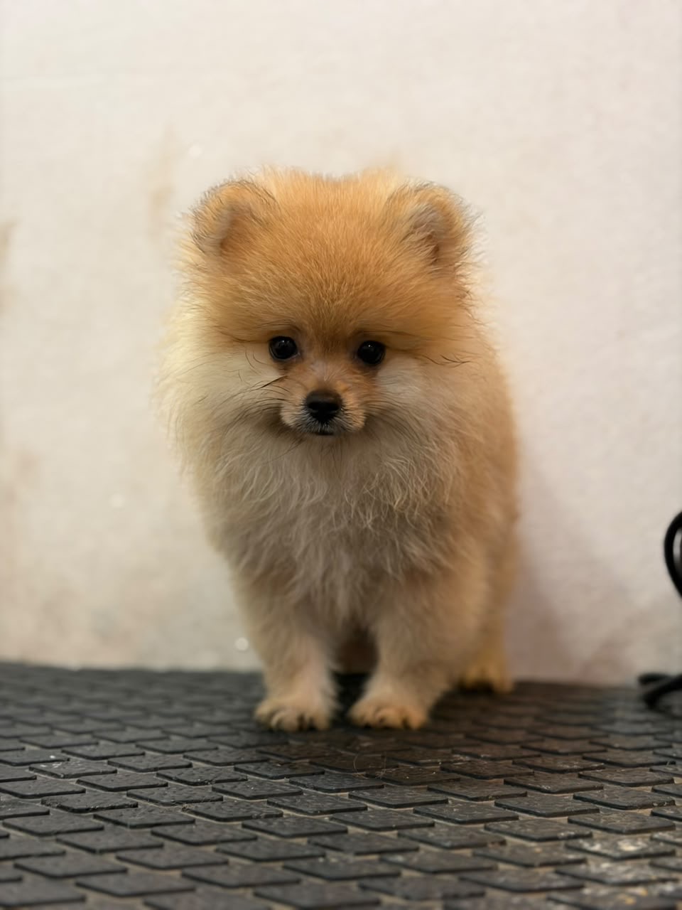 Toy Pomeranian for sale in Pune
