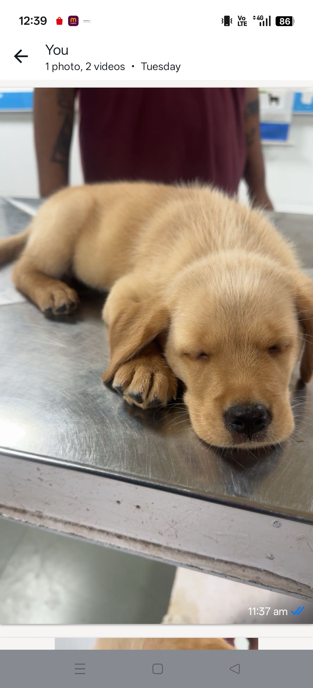 Labrador for sale in Anand City