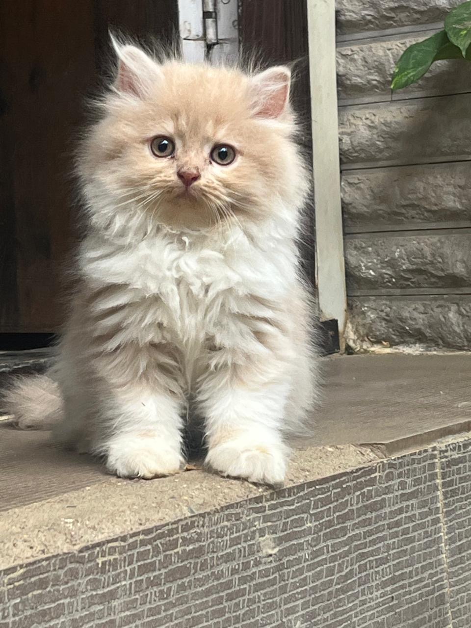 Persian cat for sale in Bengaluru North