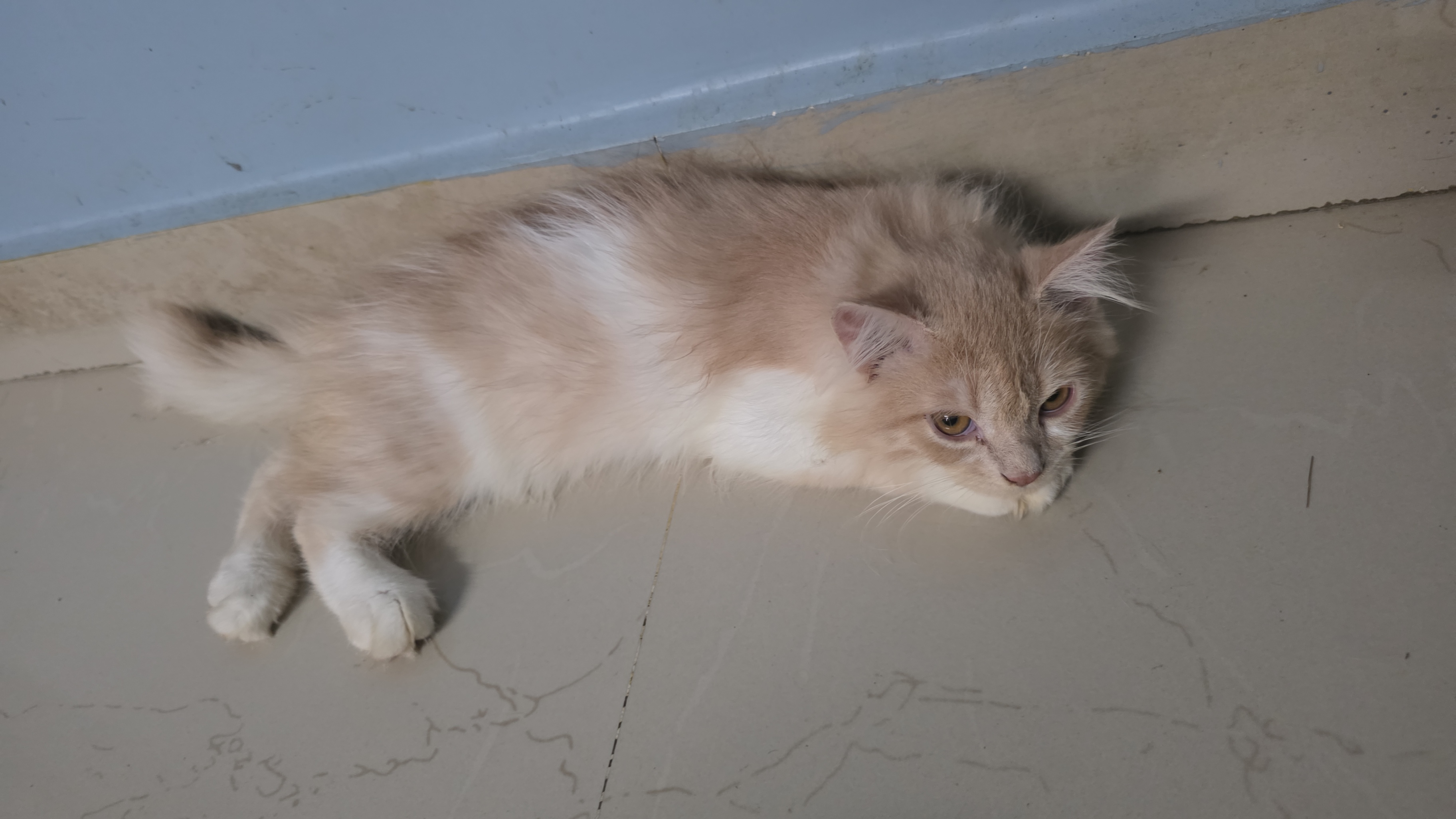 Persian and kaliko for sale in Patna