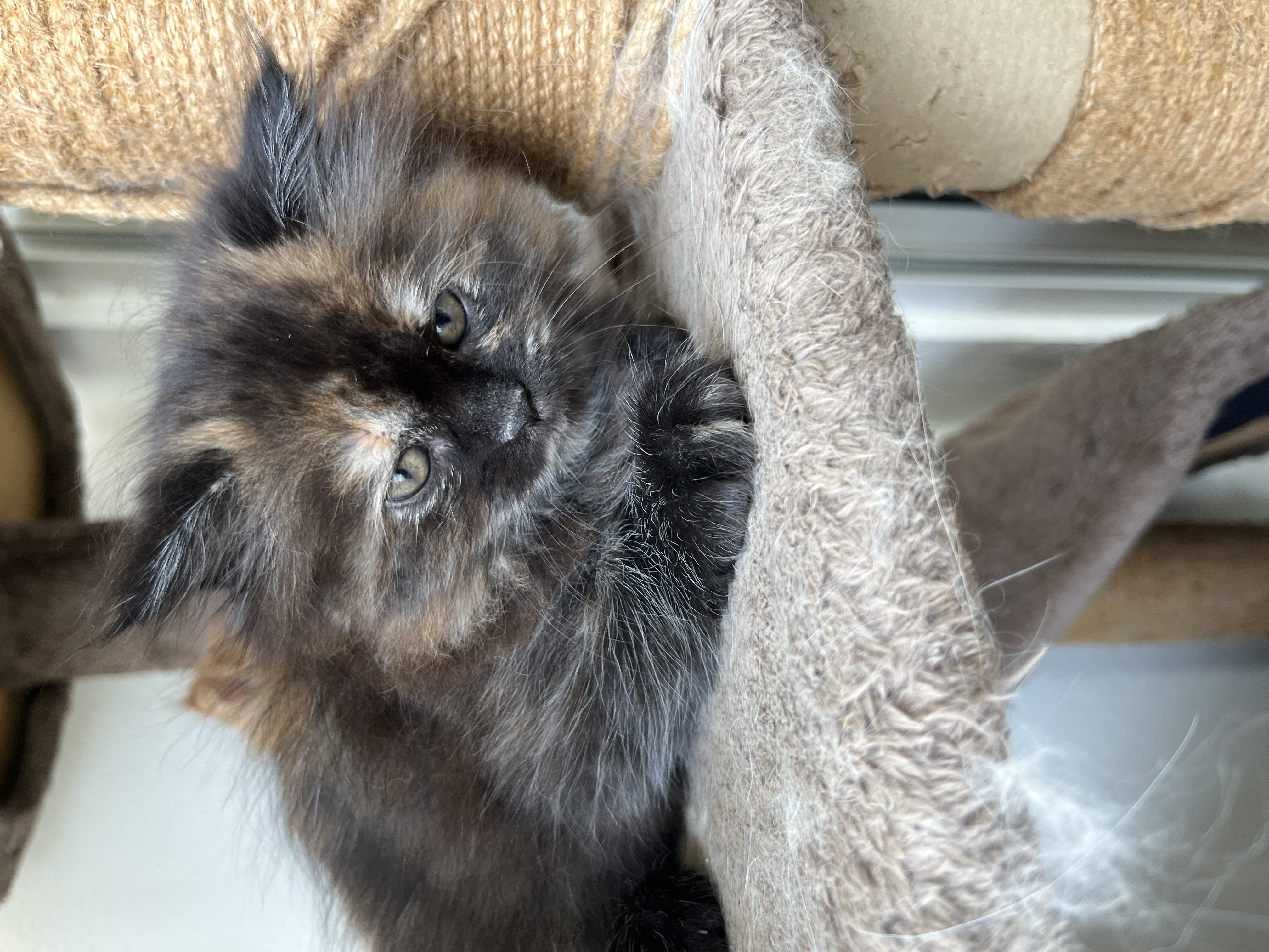 Himalayan Persian for sale in Bengaluru North