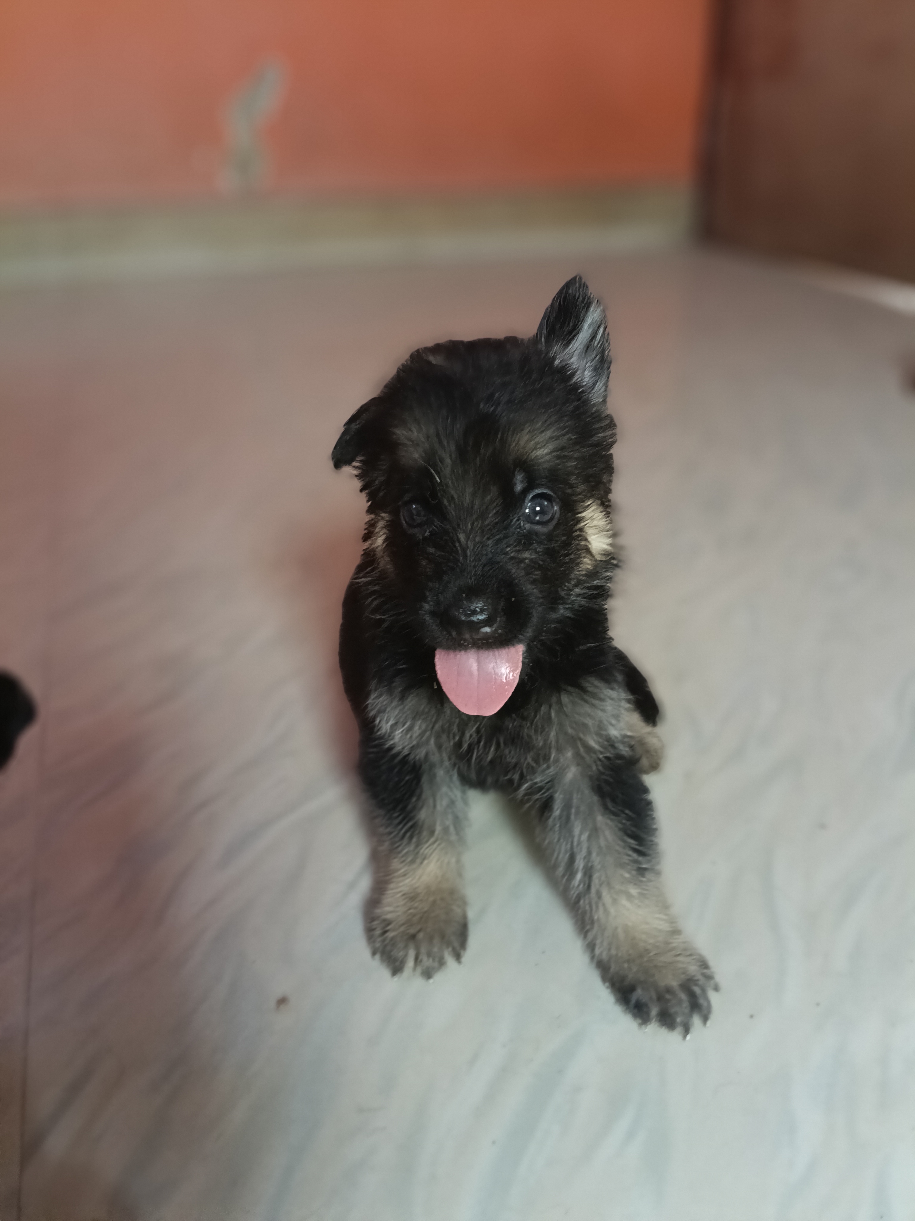 German shepherd