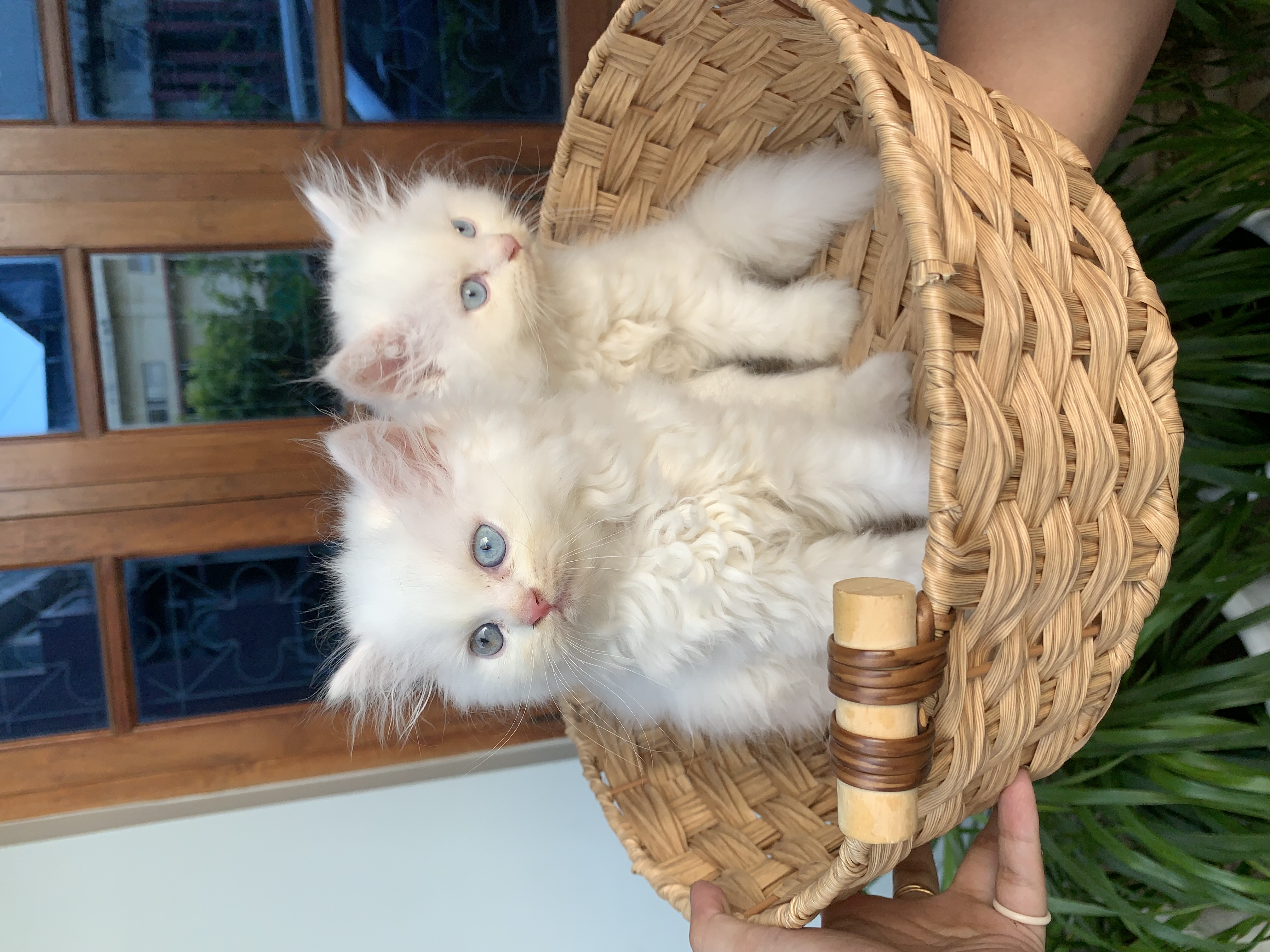 Persian cat for sale in Dimapur