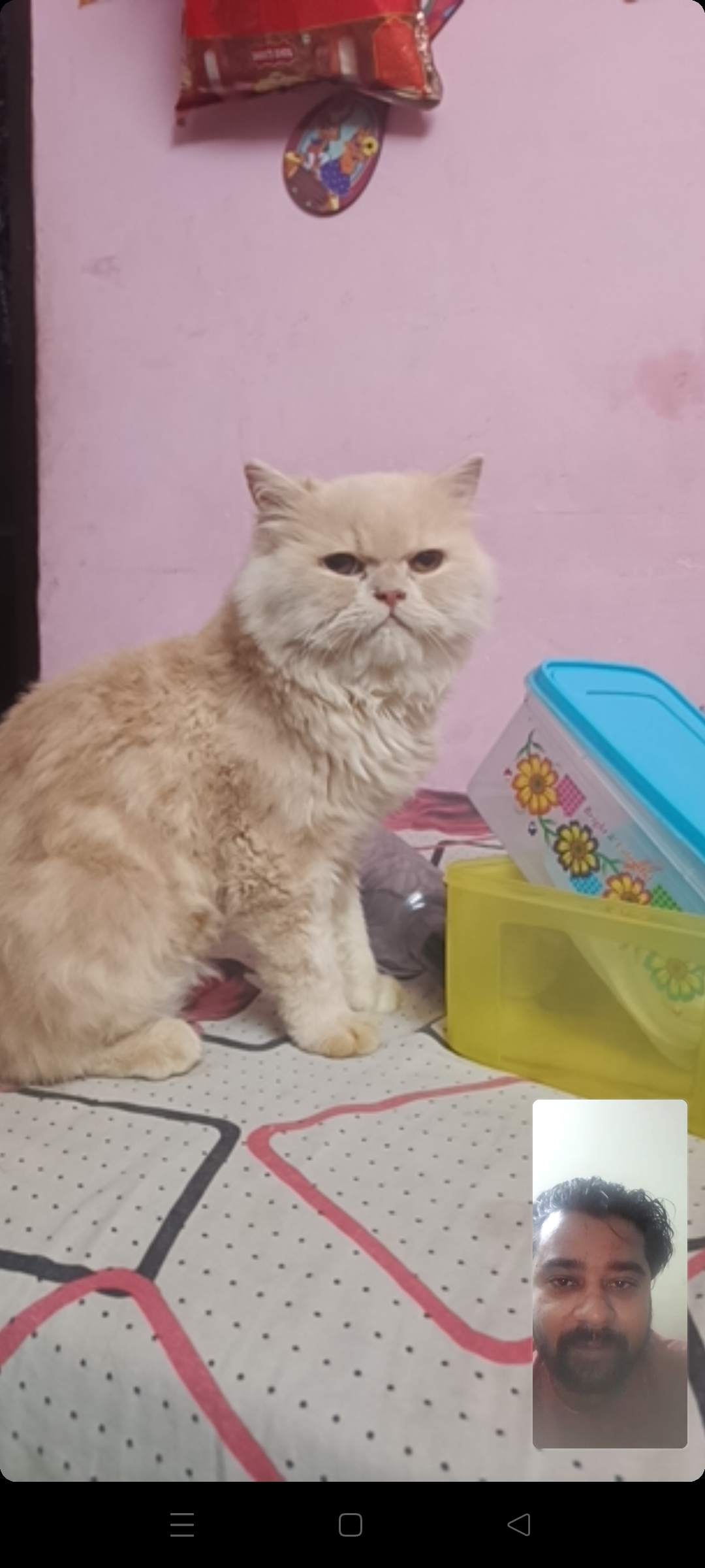 Persian cat