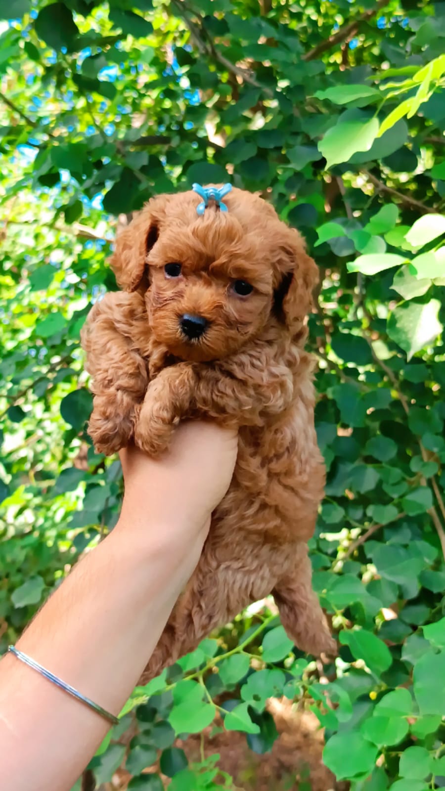 Toy Poodle for sale in Jalandhar