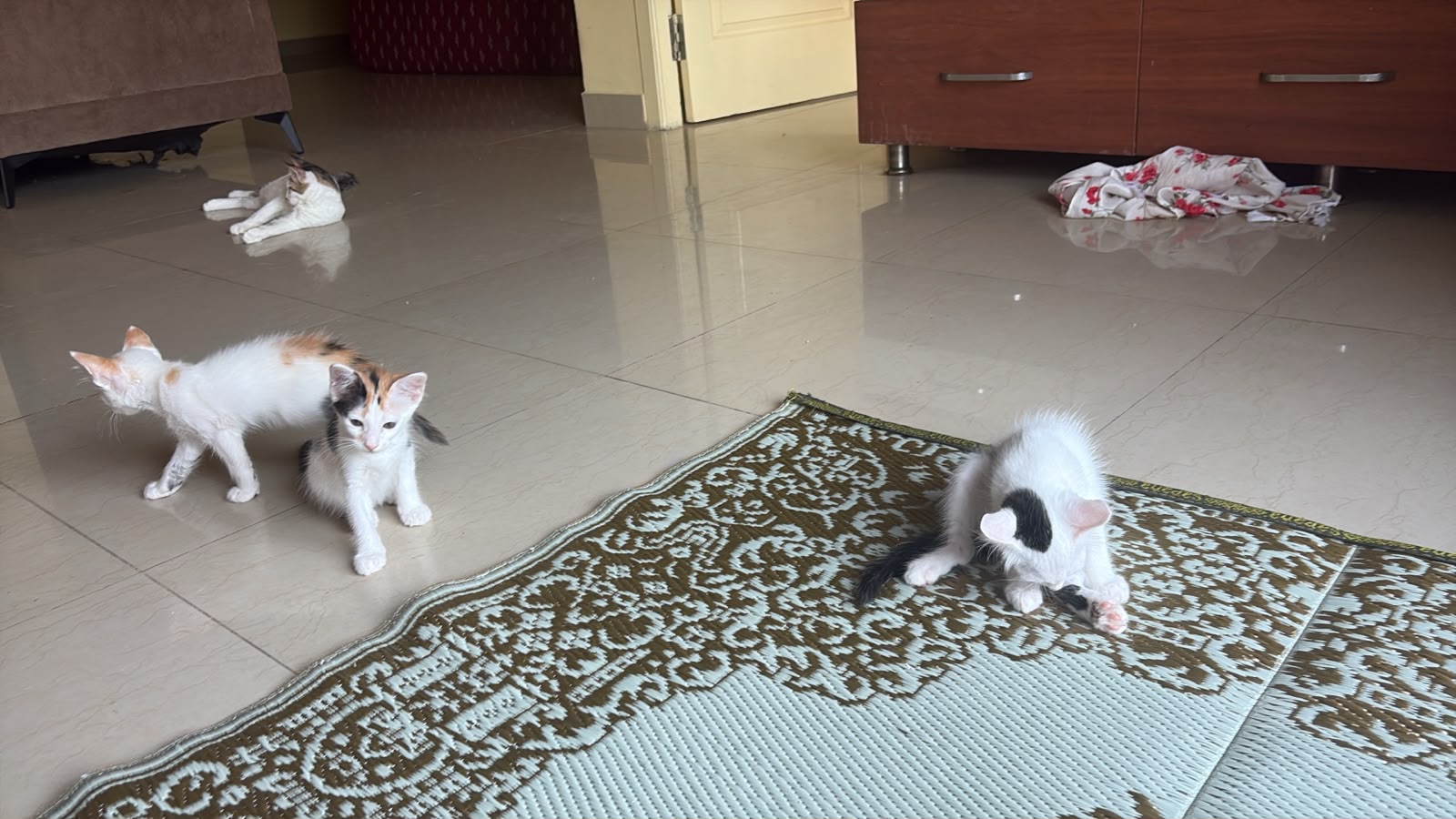 Demotic cate for sale in Chennai