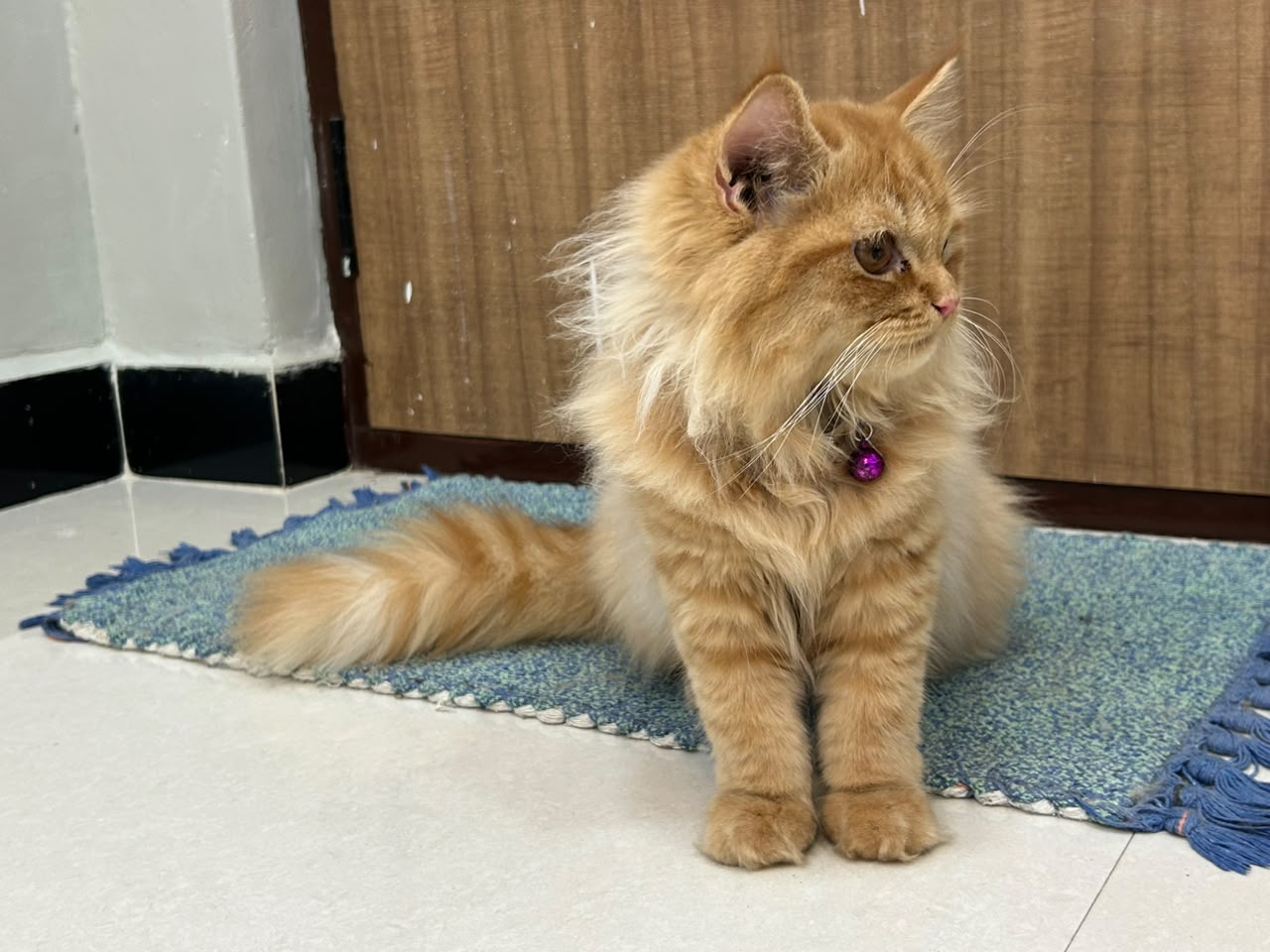 persian cat for sale in Chennai