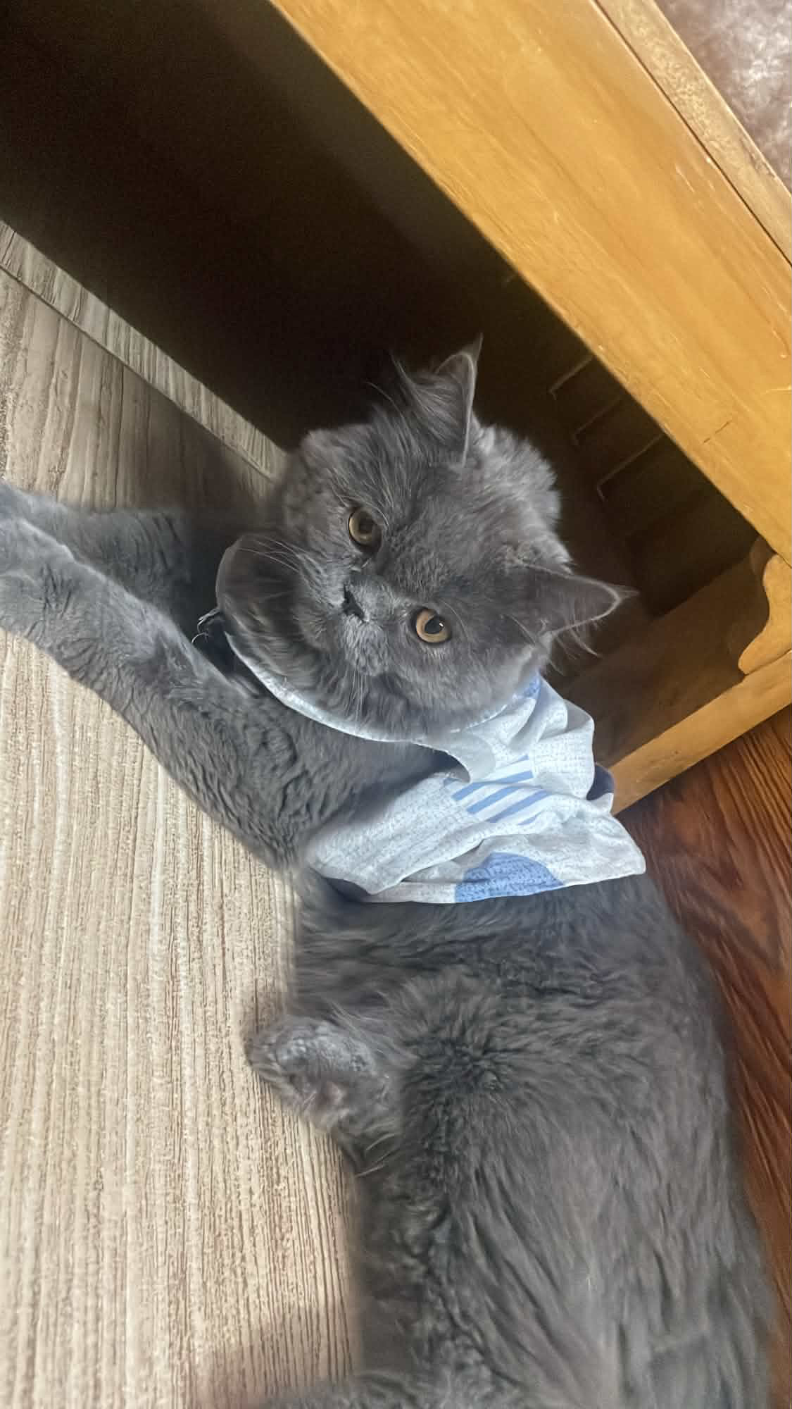 Persian cat
