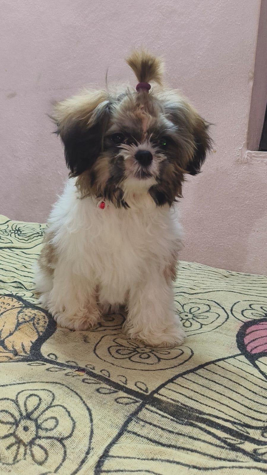 Shih Tzu for sale in Hyderabad