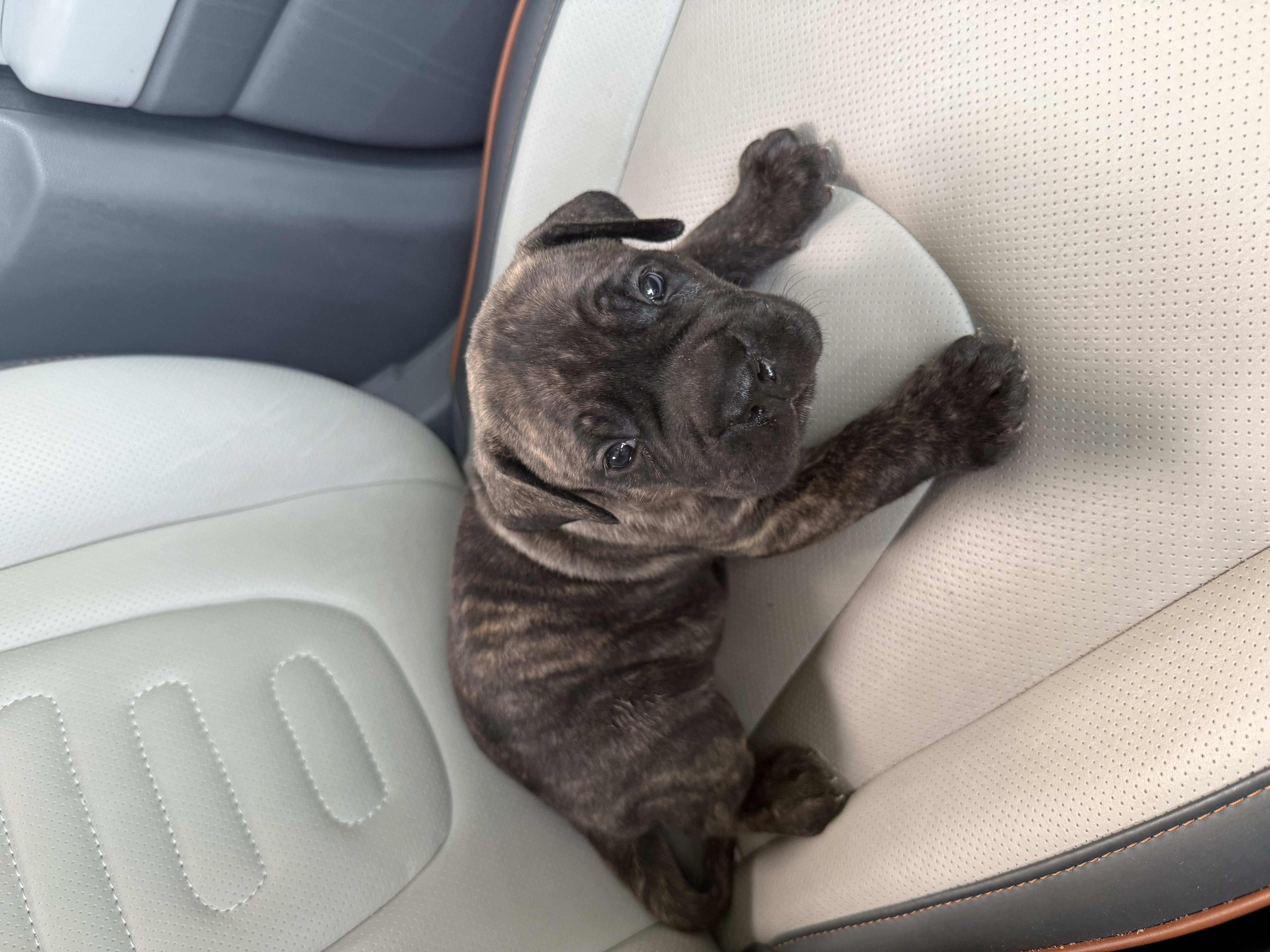 Cane Corso Brindle Color, Vaccinated, 35 days old for sale in Delhi