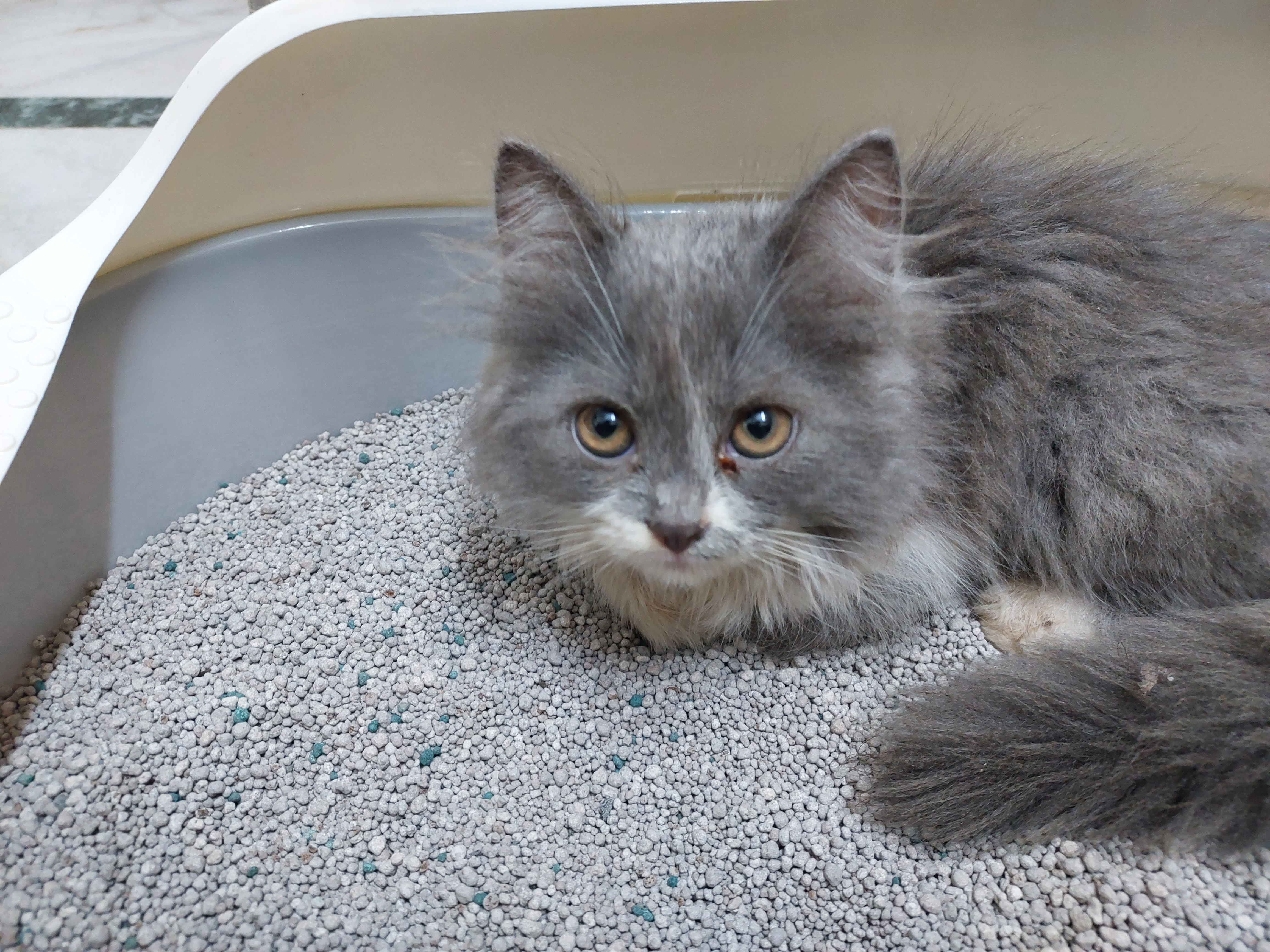 Persian Cat