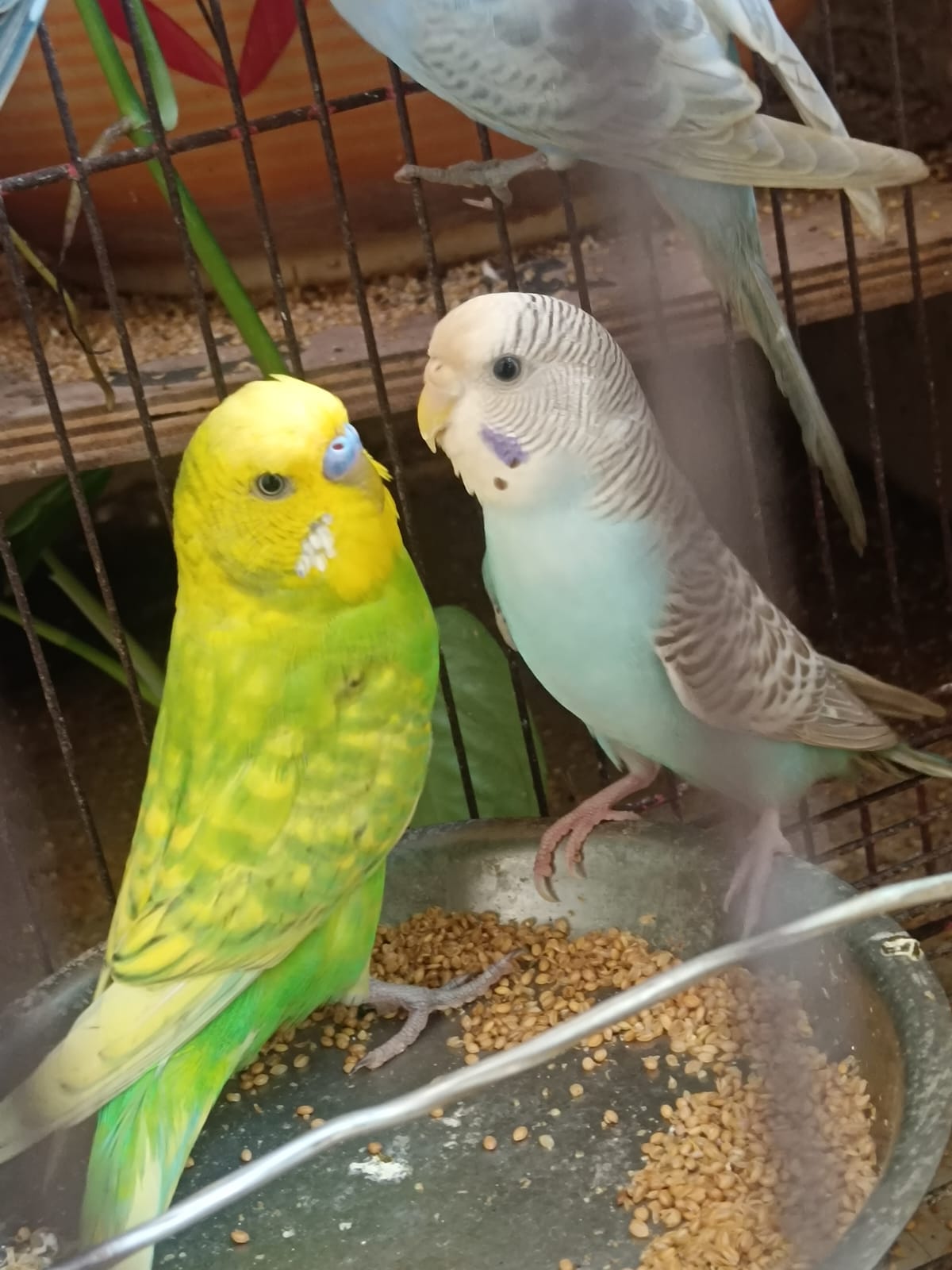 Budgies — price guide photo