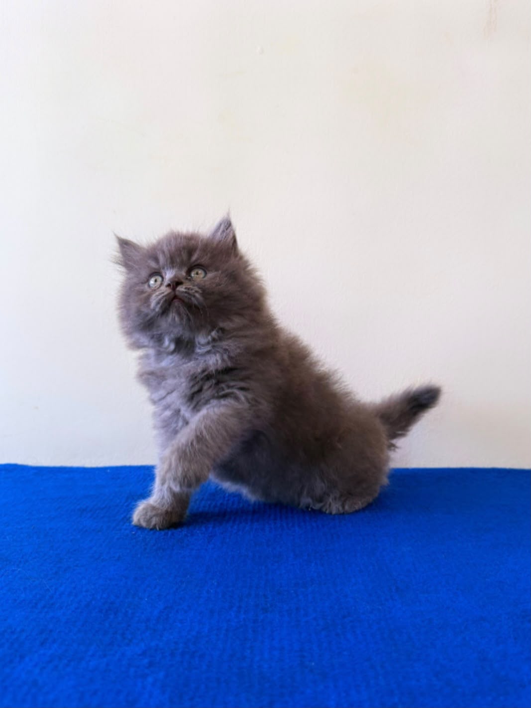 Persian