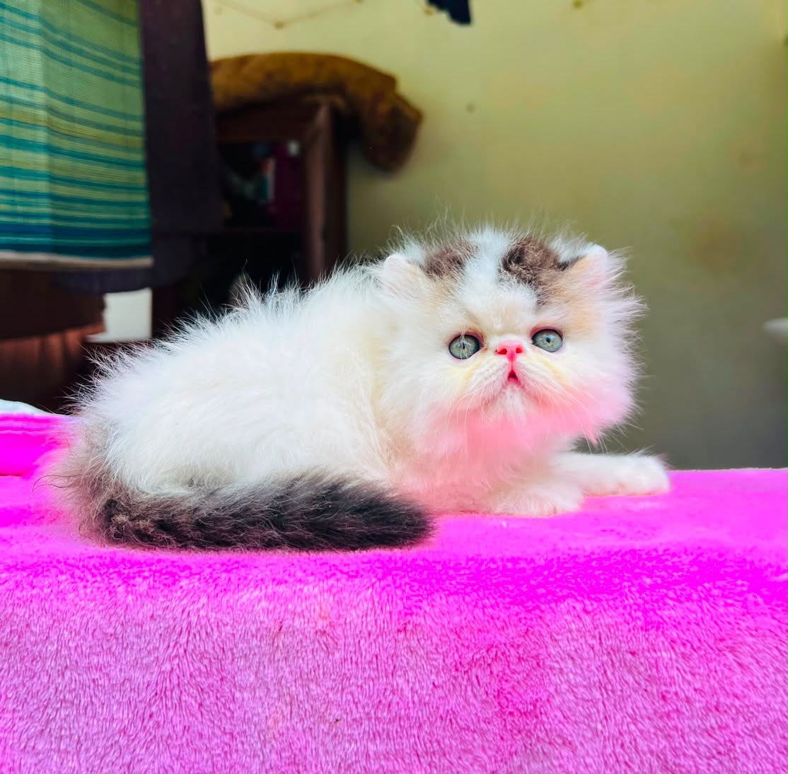 Persian Kitten (Punch Face) — price guide photo