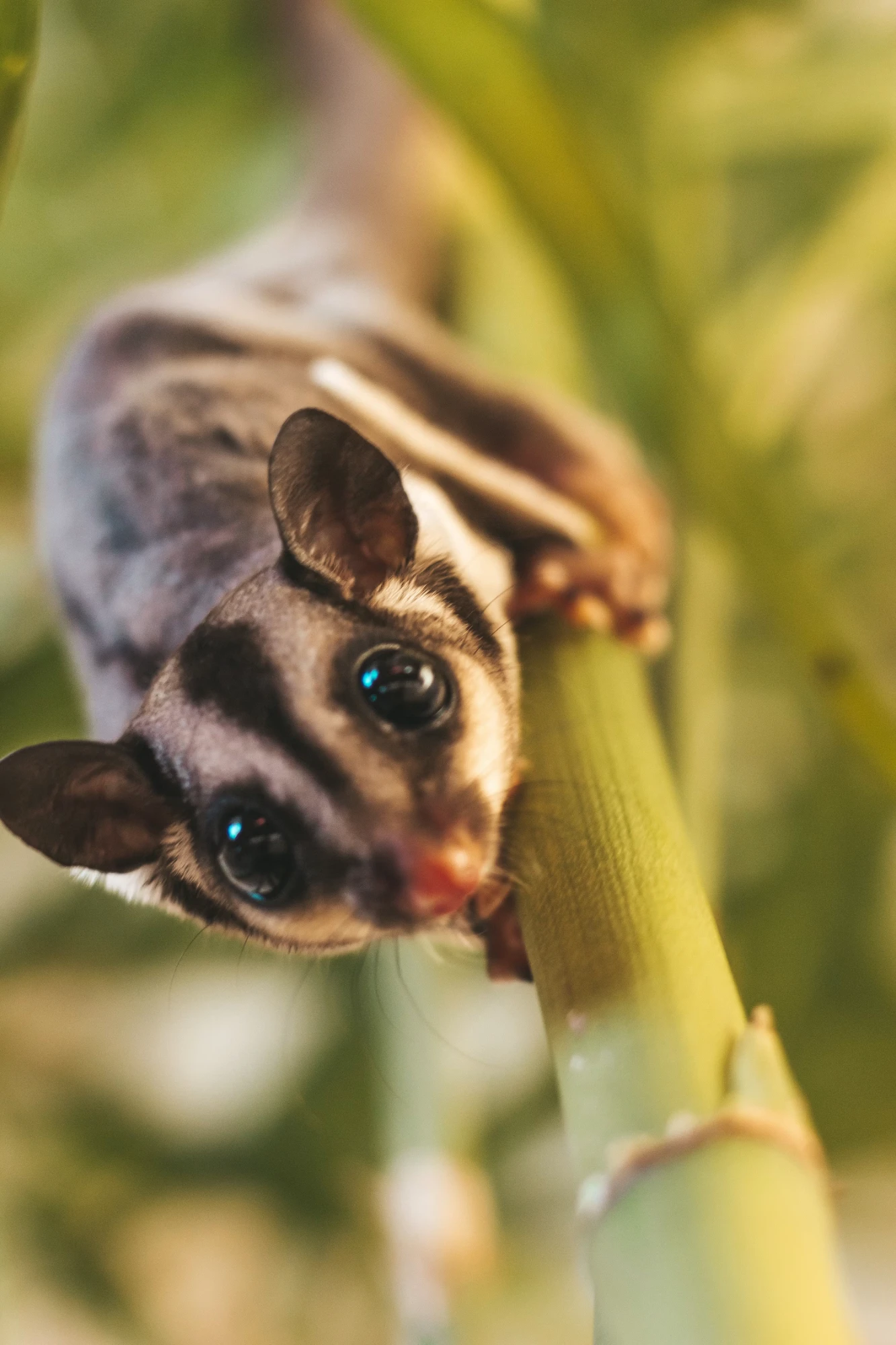 Sugar Glider | Grey