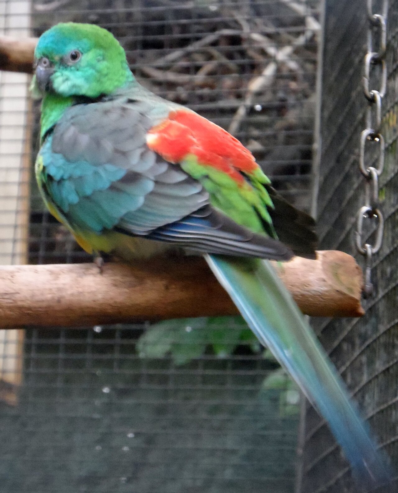 Red-rumped Parakeet — price guide photo