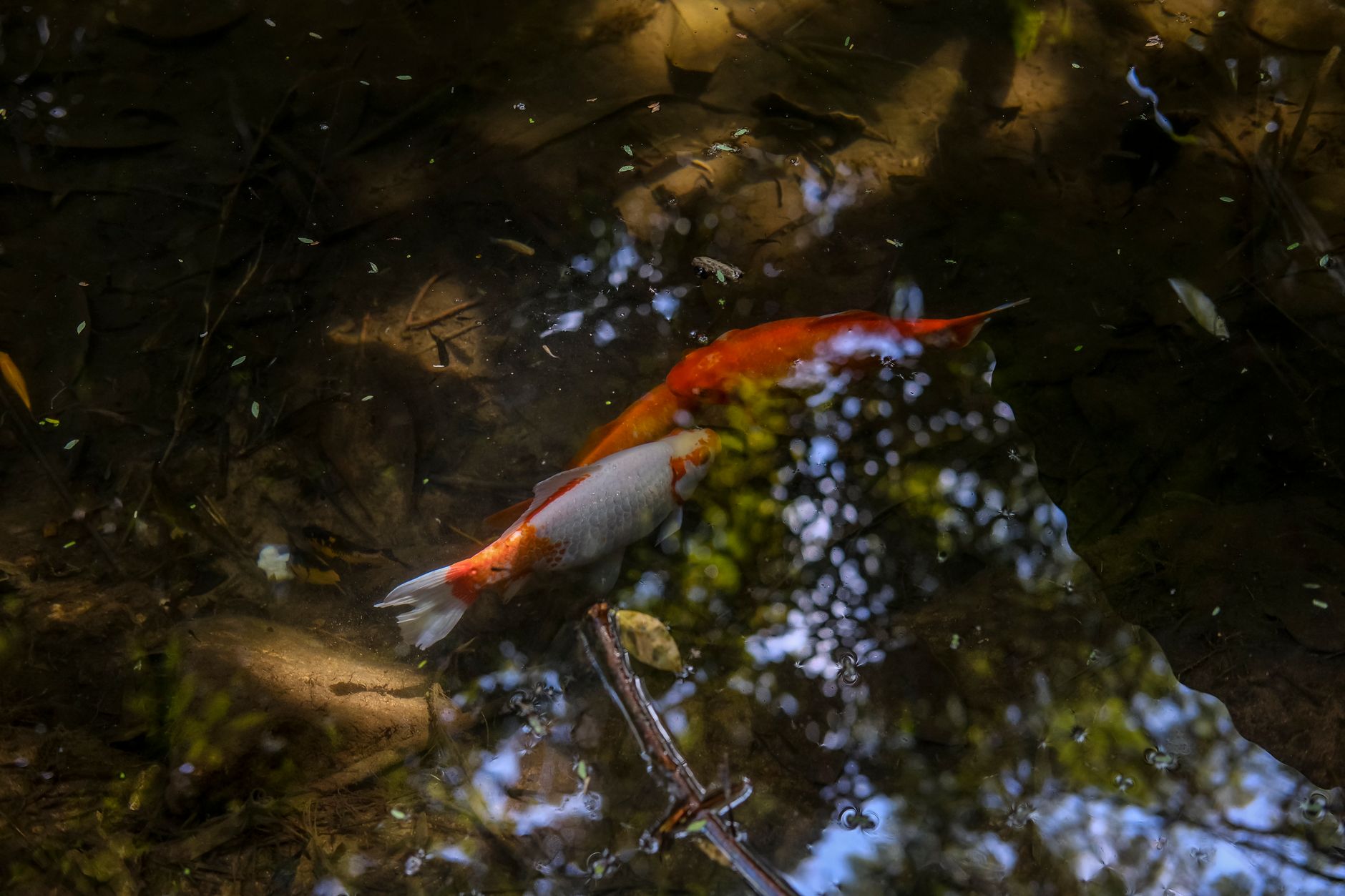 Japanese Koi