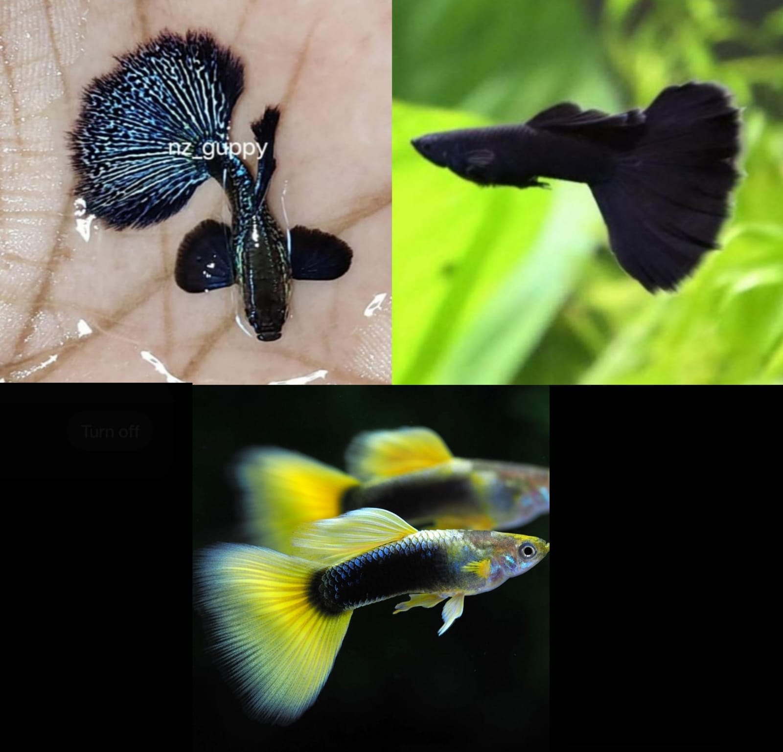 Guppy