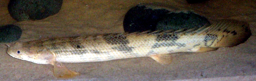 Bichir