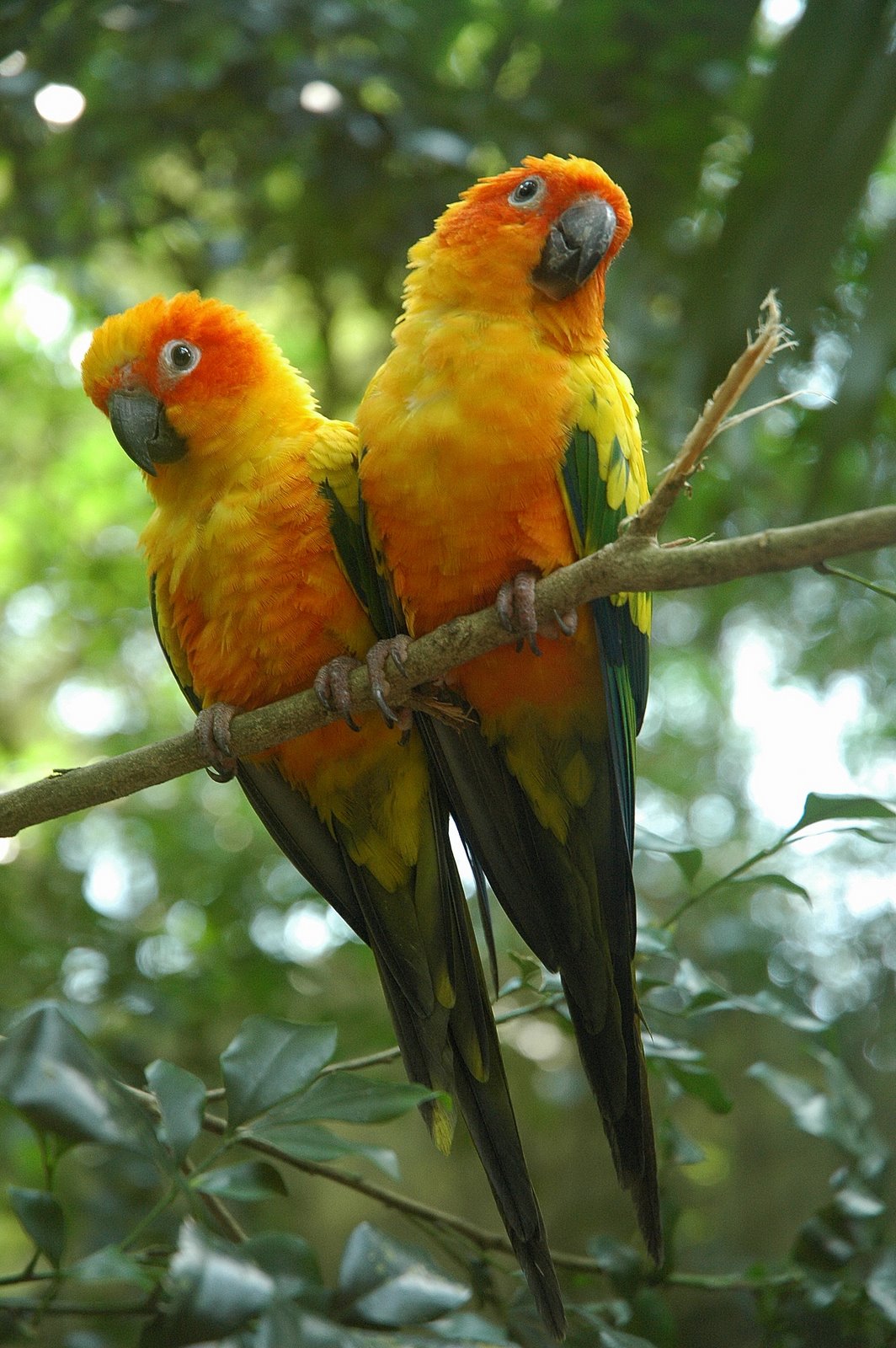 Conure — price guide photo
