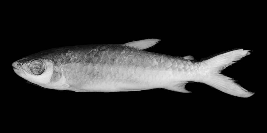 Pink Tail Chalceus